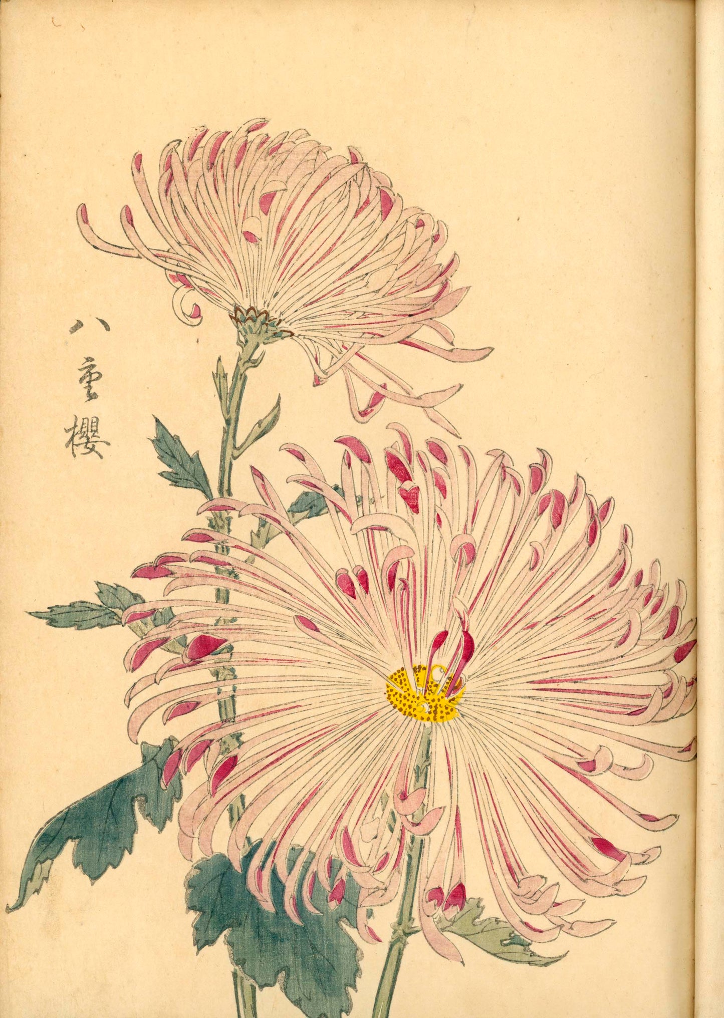 契花百菊 (Keika Hyakkiku) Volumes 1 & 2, 長谷川契華 (Keika Hasegawa) 1893 / 明治26
