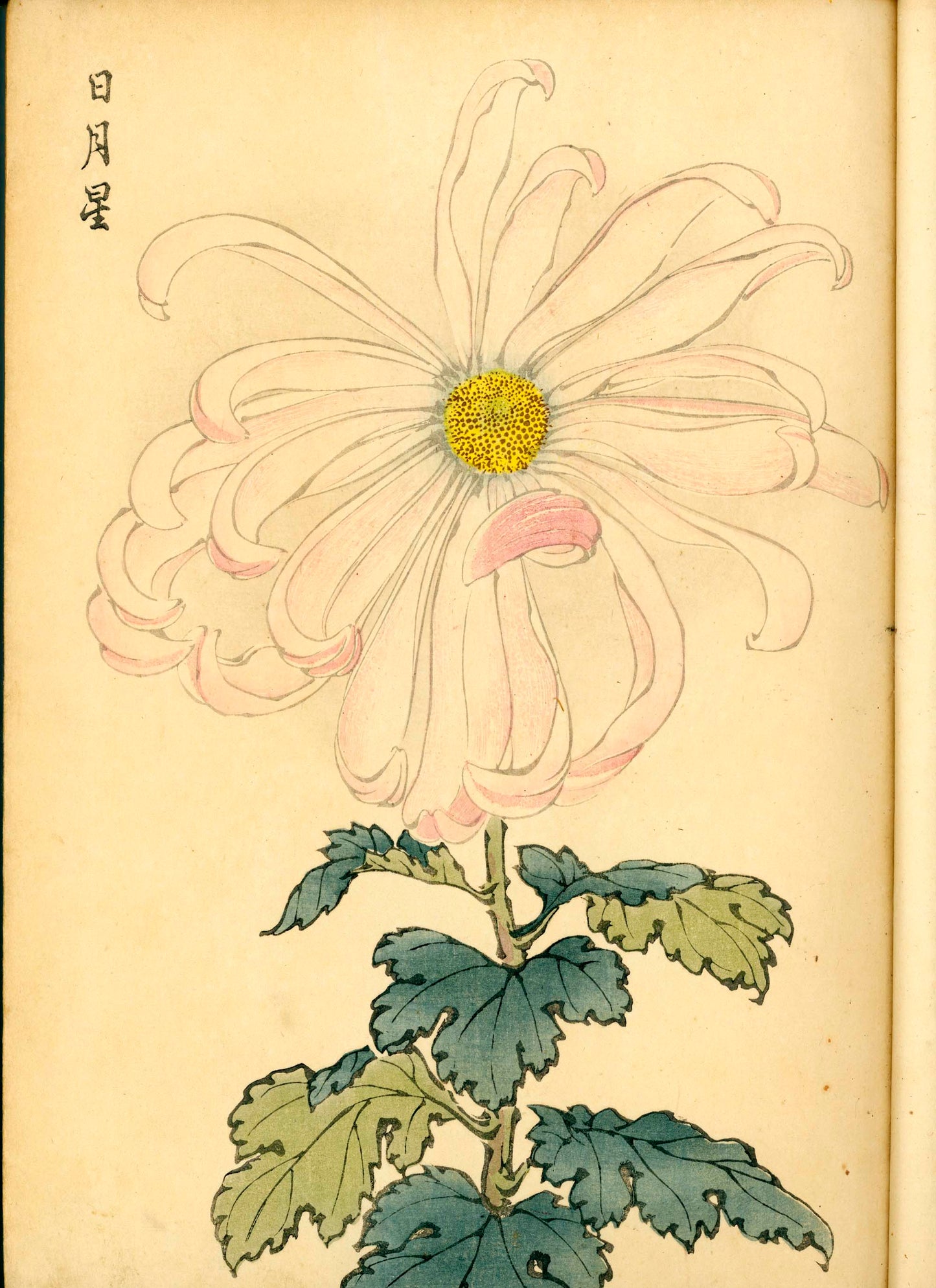 契花百菊 (Keika Hyakkiku) Volumes 1 & 2, 長谷川契華 (Keika Hasegawa) 1893 / 明治26