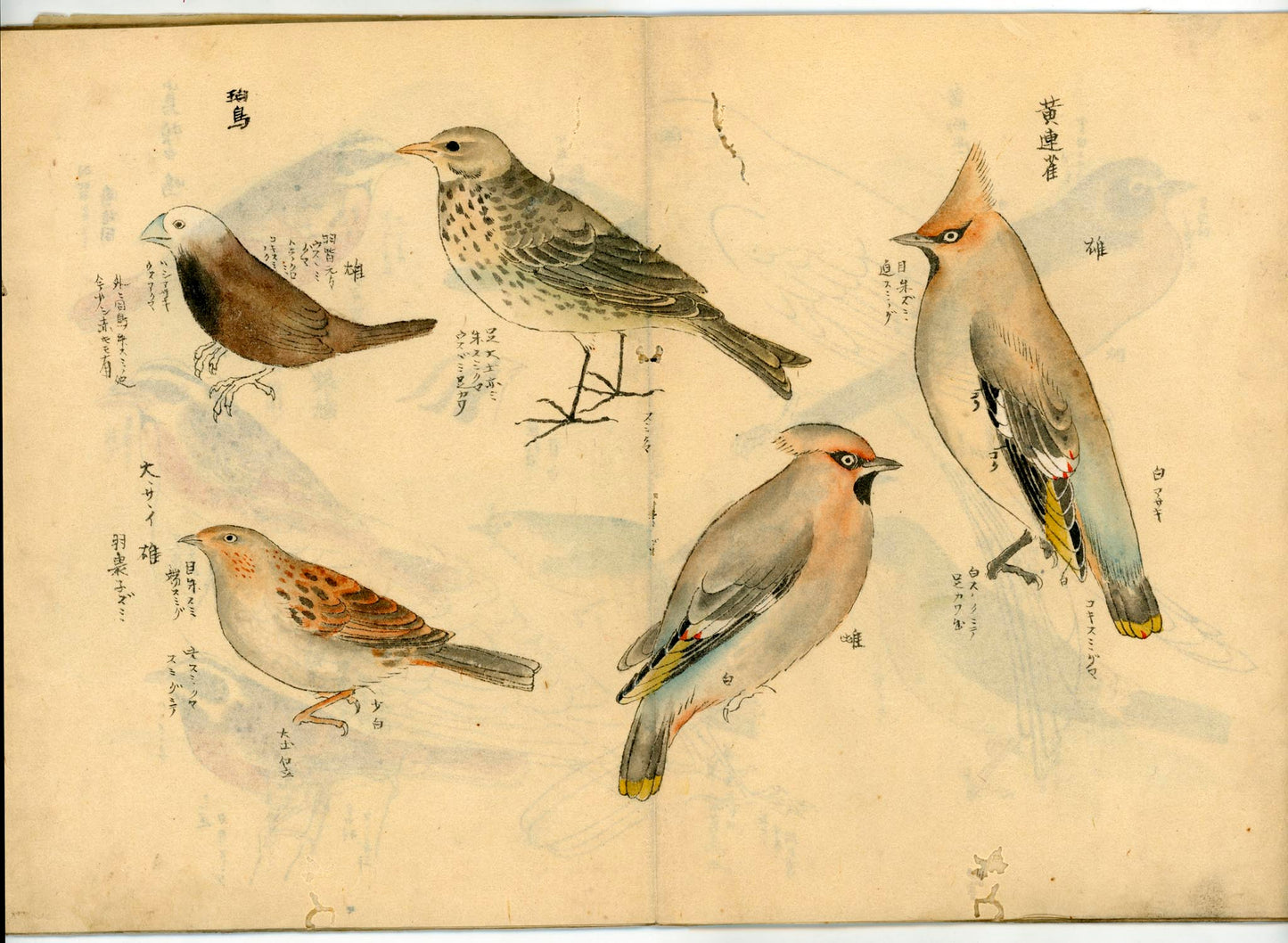 鳥類圖譜 handpainted art album of birds (kacho-ga) 21 full-page illustrations, superb brushwork