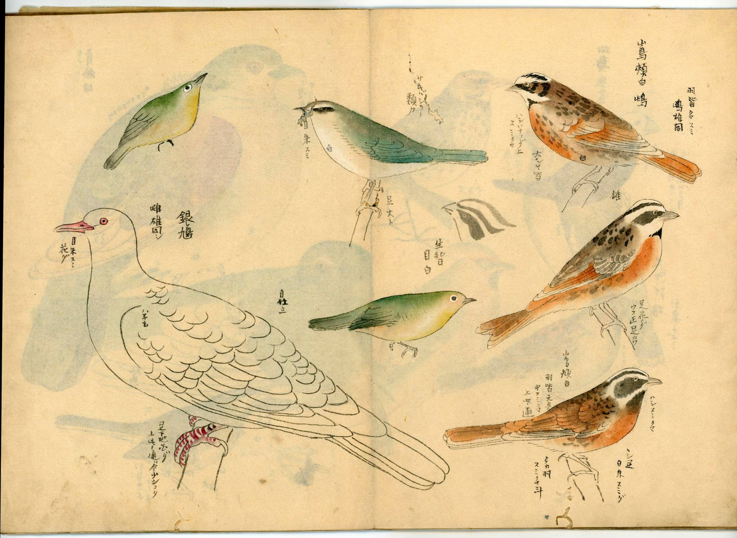 鳥類圖譜 handpainted art album of birds (kacho-ga) 21 full-page illustrations, superb brushwork