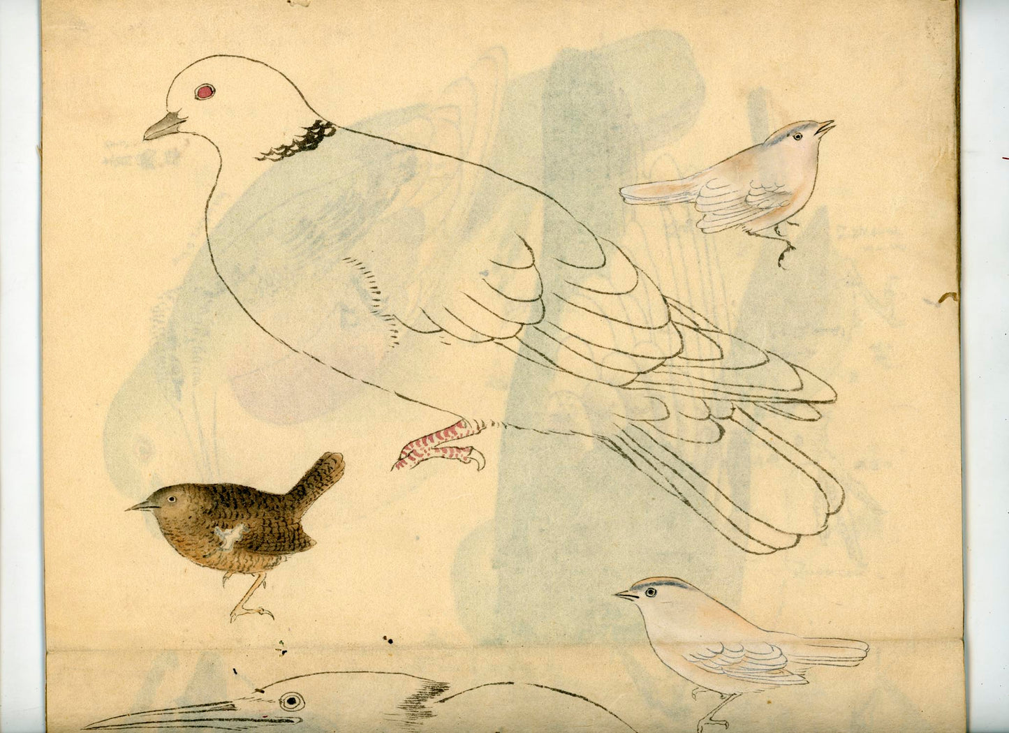 鳥類圖譜 handpainted art album of birds (kacho-ga) 21 full-page illustrations, superb brushwork