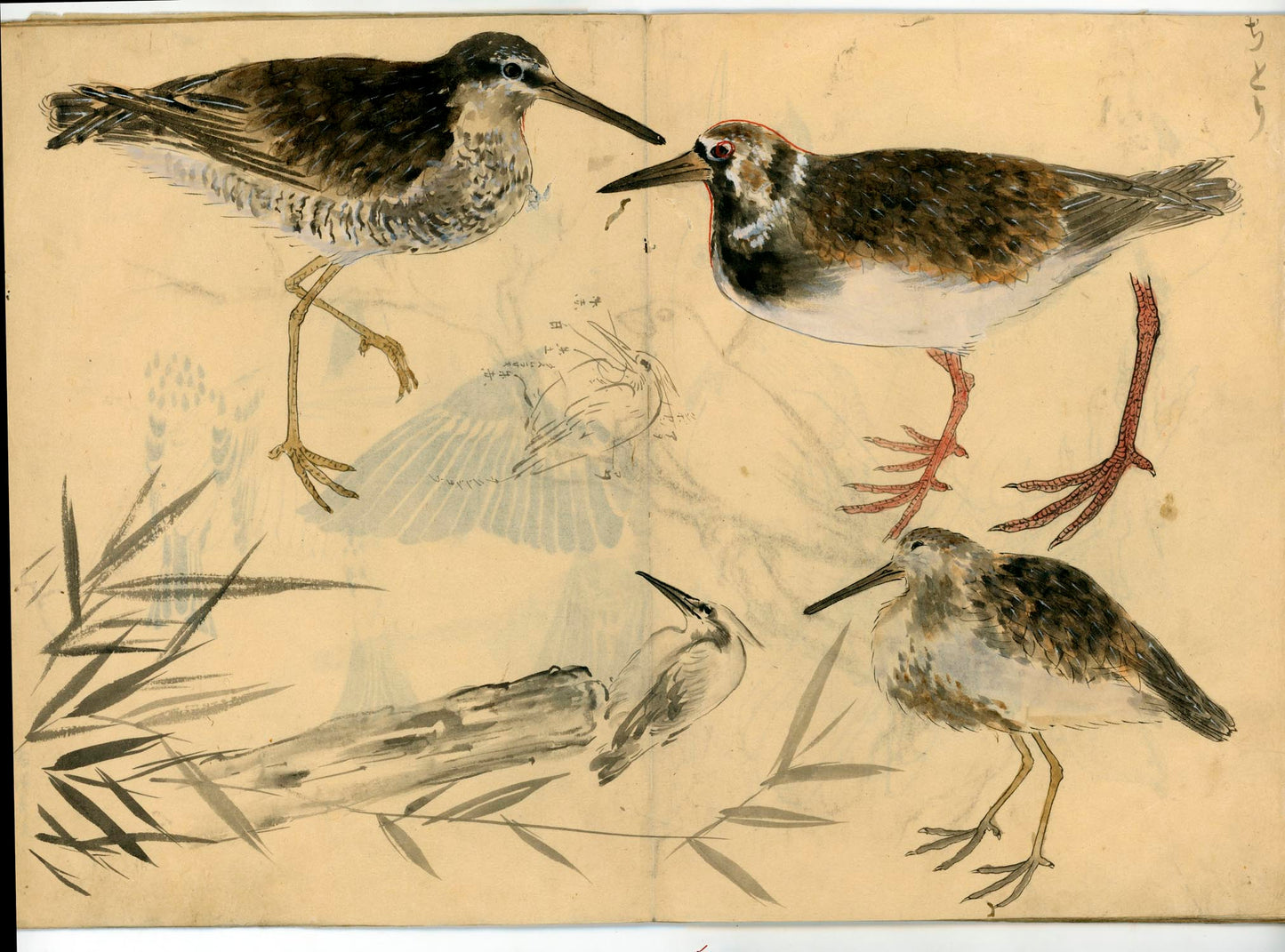 鳥類圖譜 handpainted art album of birds (kacho-ga) 21 full-page illustrations, superb brushwork
