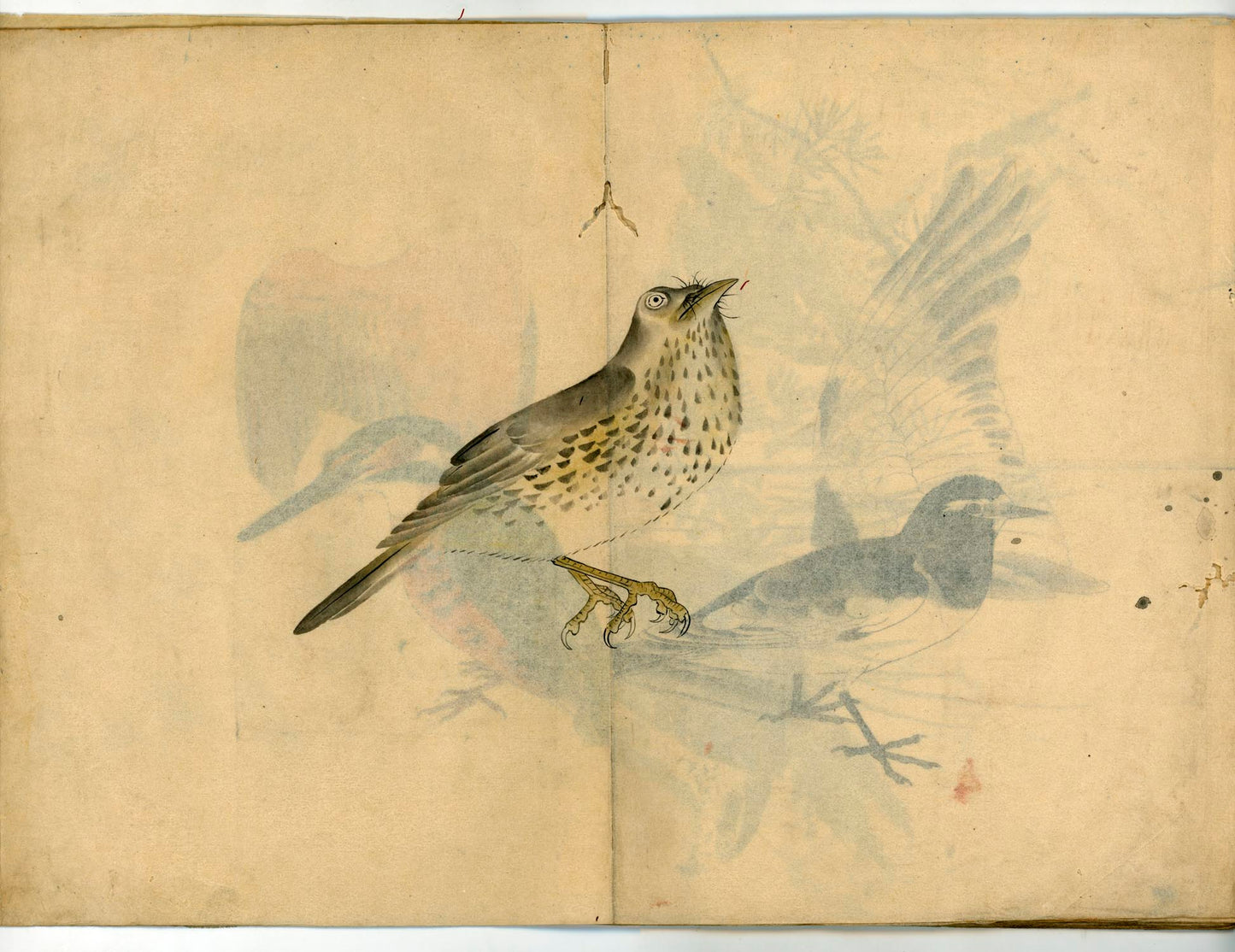 鳥類圖譜 handpainted art album of birds (kacho-ga) 21 full-page illustrations, superb brushwork