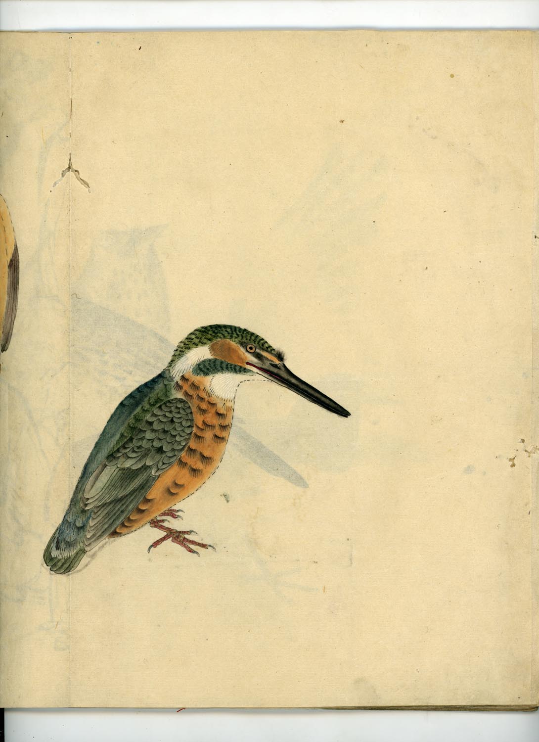 鳥類圖譜 handpainted art album of birds (kacho-ga) 21 full-page illustrations, superb brushwork