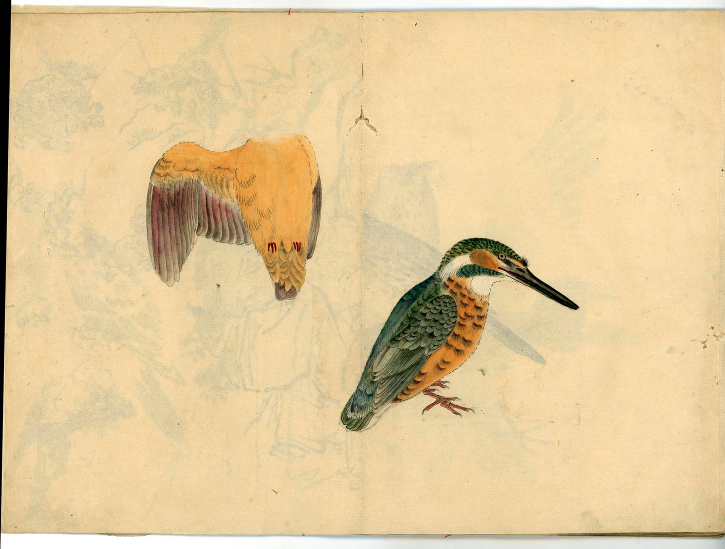 鳥類圖譜 handpainted art album of birds (kacho-ga) 21 full-page illustrations, superb brushwork