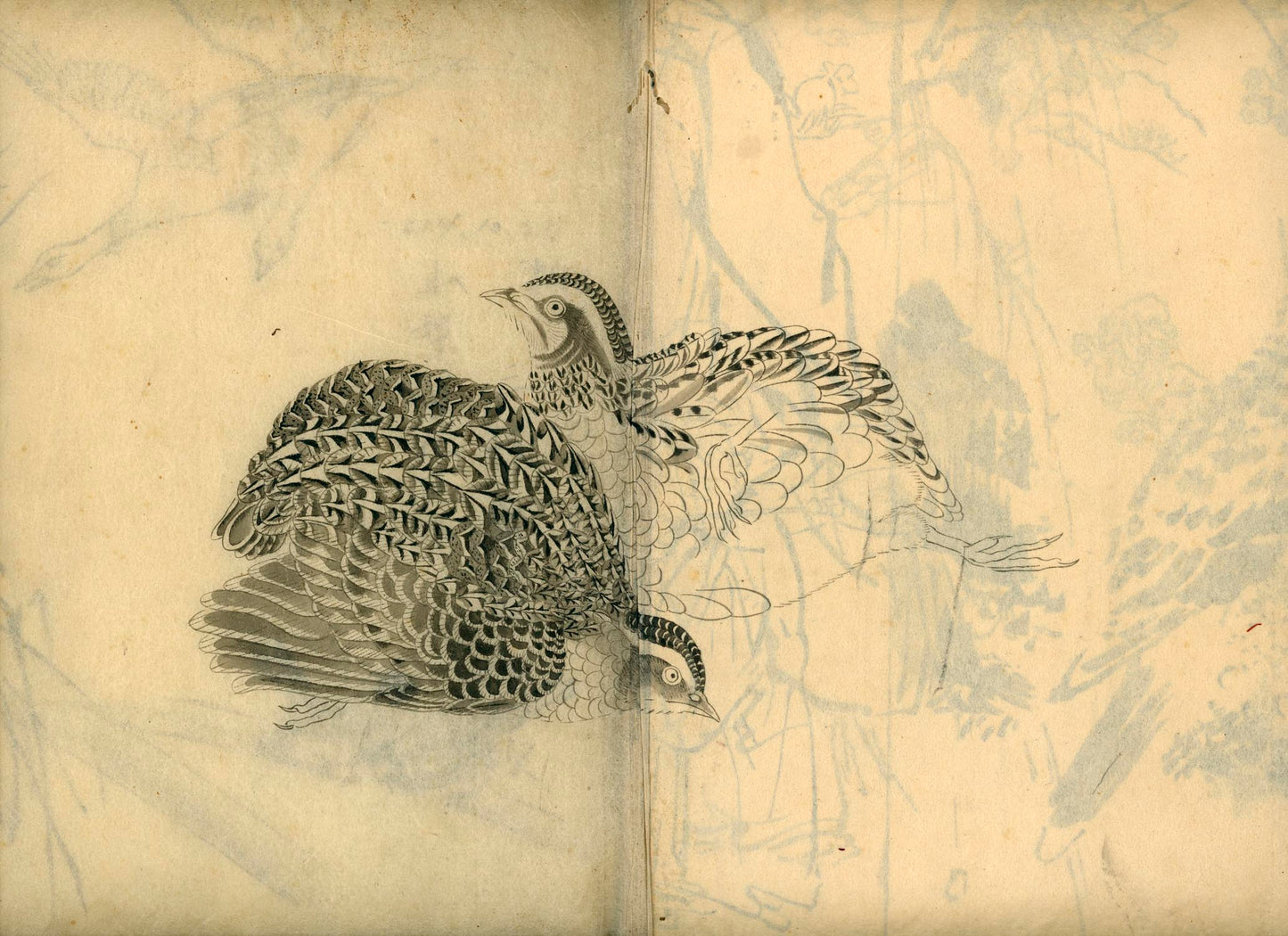 鳥類圖譜 handpainted art album of birds (kacho-ga) 21 full-page illustrations, superb brushwork