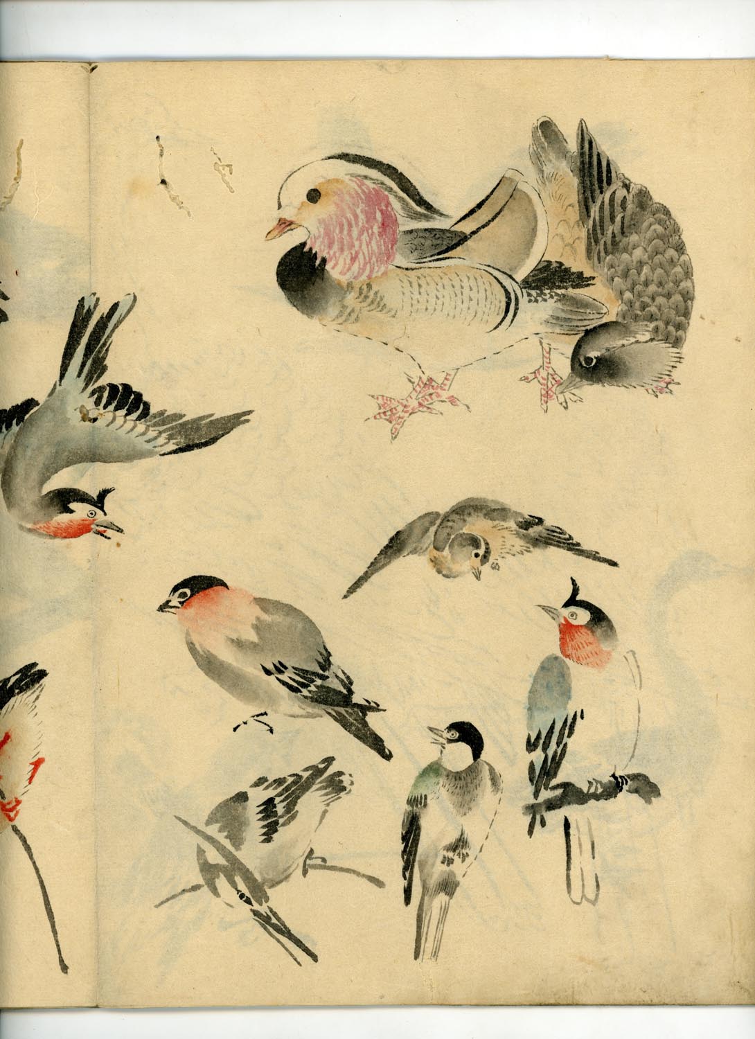 鳥類圖譜 handpainted art album of birds (kacho-ga) 21 full-page illustrations, superb brushwork