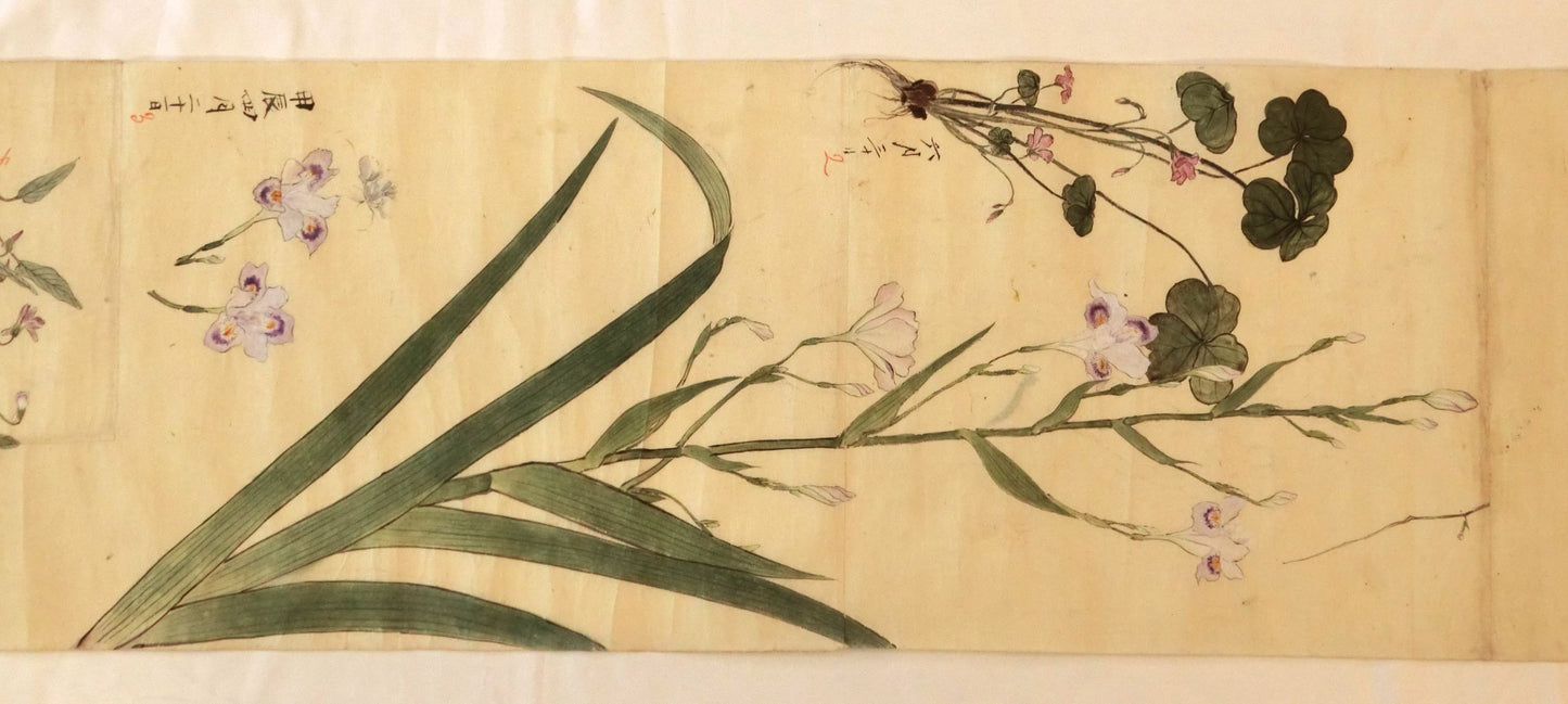 Emakimono - botanical paintings, dated Meiji 35 (1902)