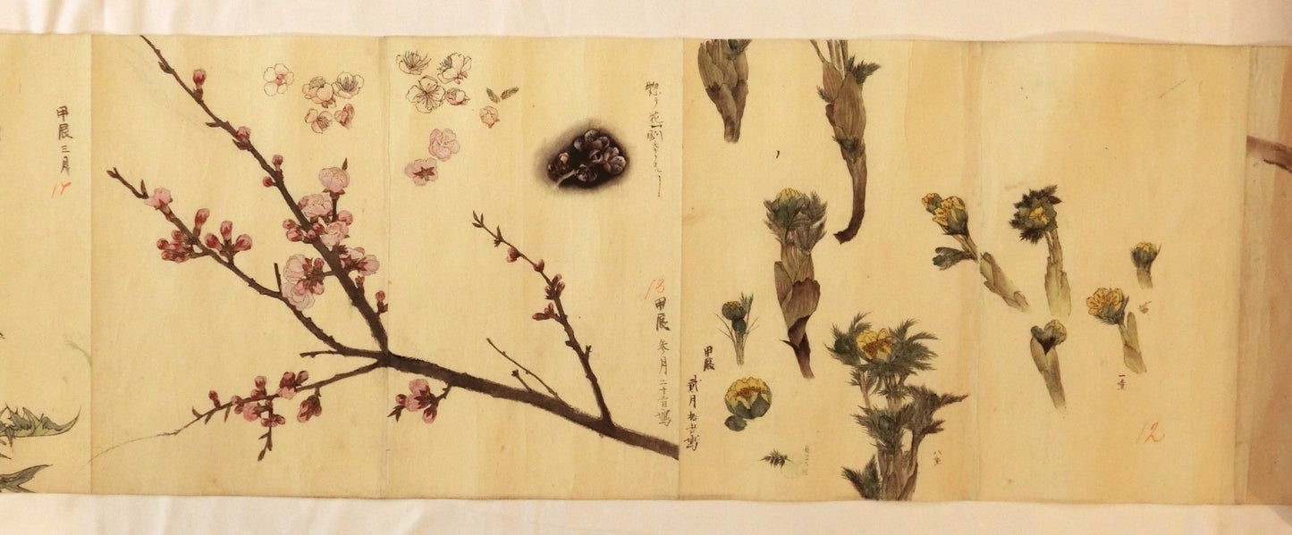 Emakimono - botanical paintings, dated Meiji 35 (1902)