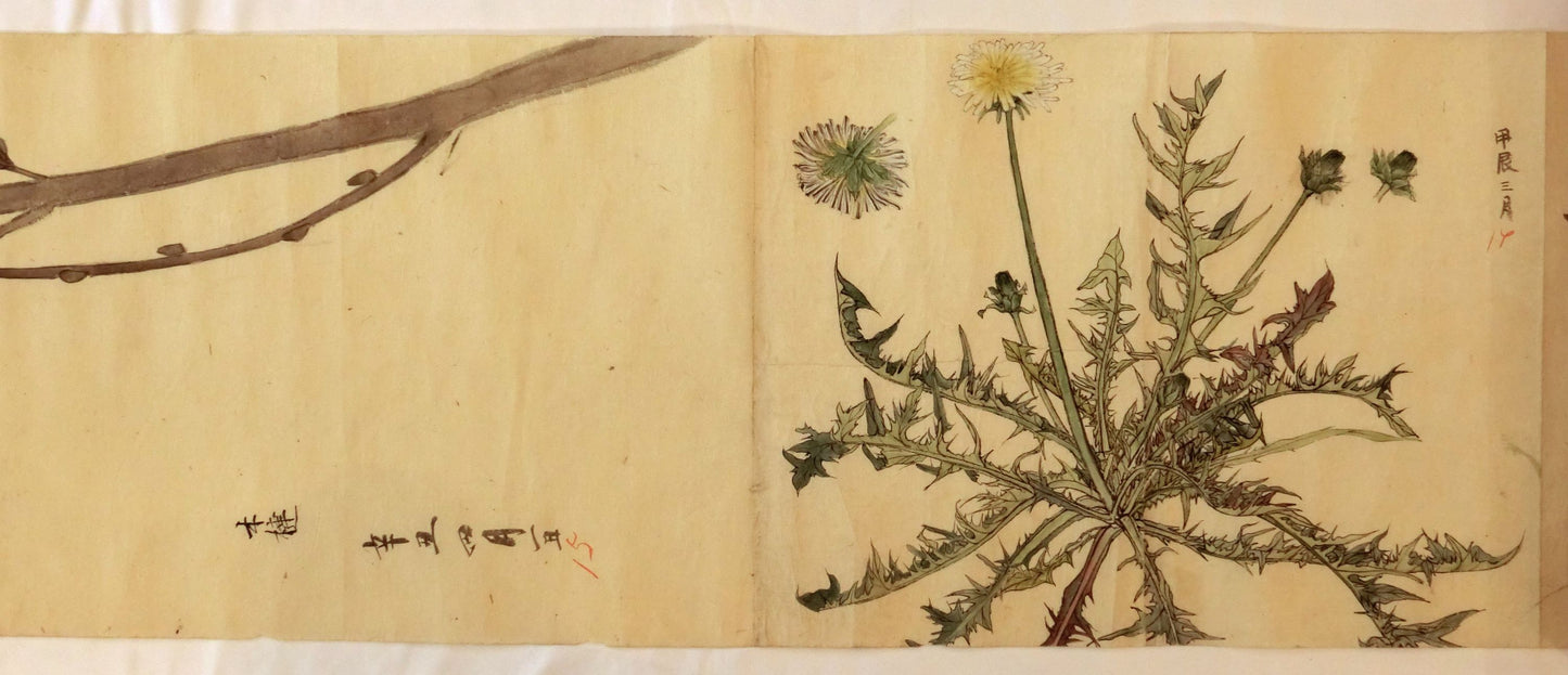 Emakimono - botanical paintings, dated Meiji 35 (1902)