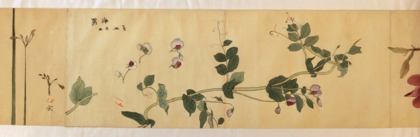 Emakimono - botanical paintings, dated Meiji 35 (1902)