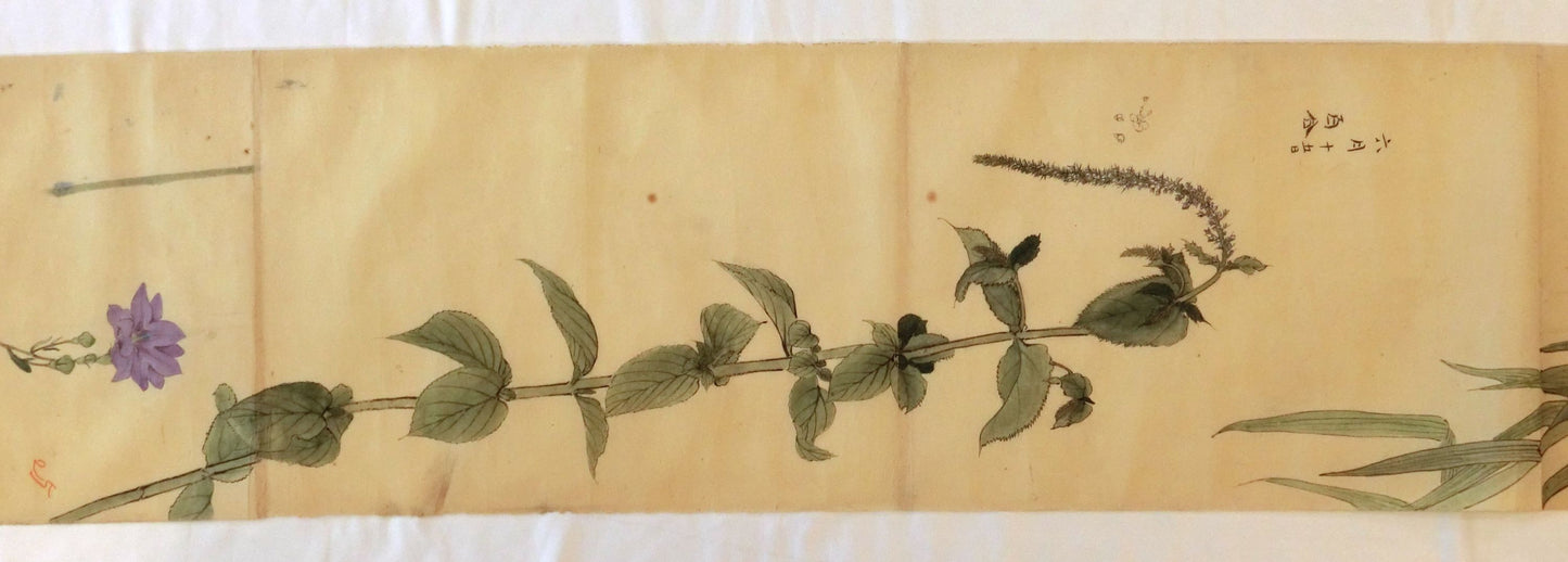 Emakimono - botanical paintings, dated Meiji 35 (1902)