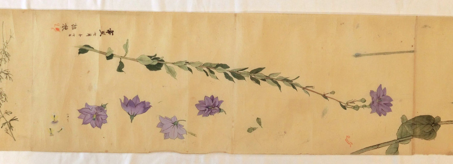 Emakimono - botanical paintings, dated Meiji 35 (1902)