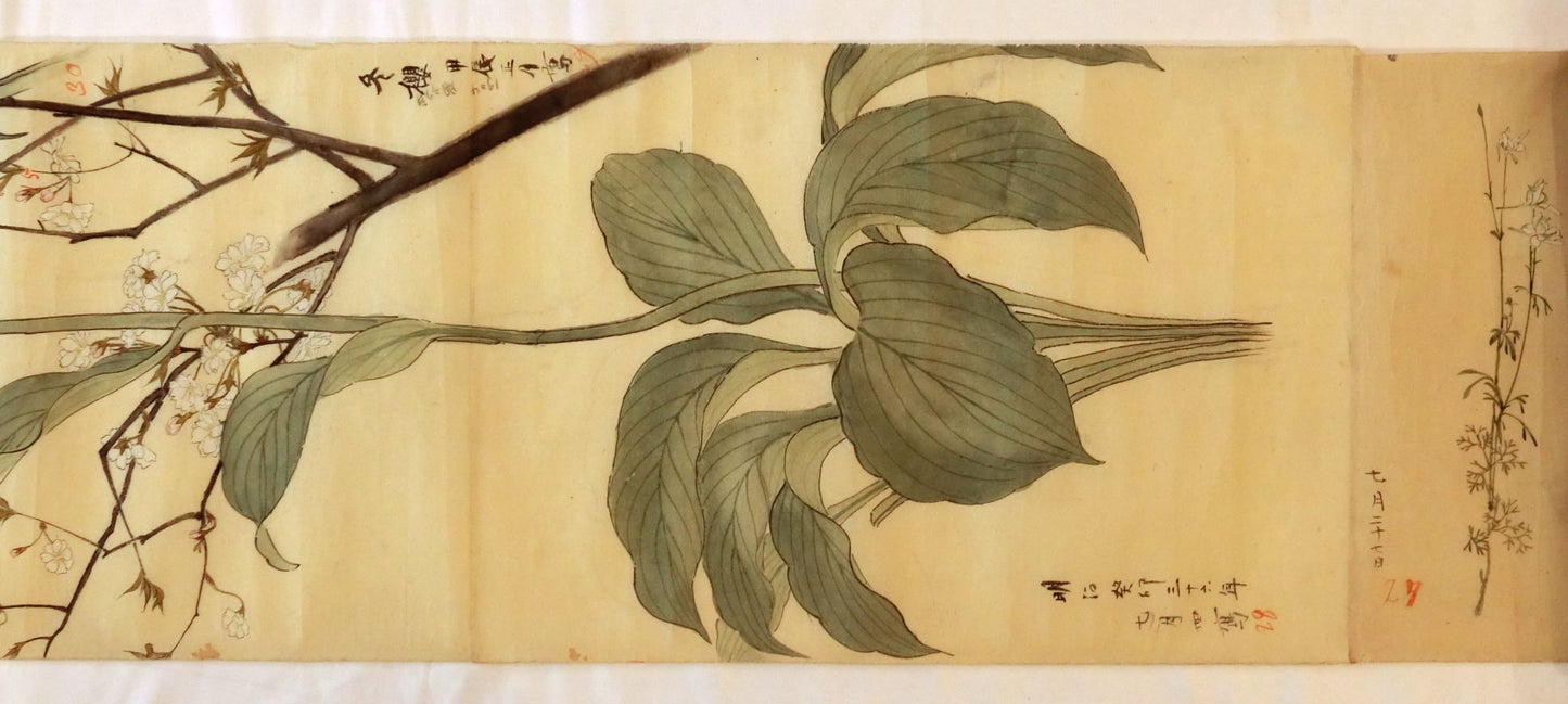 Emakimono - botanical paintings, dated Meiji 35 (1902)