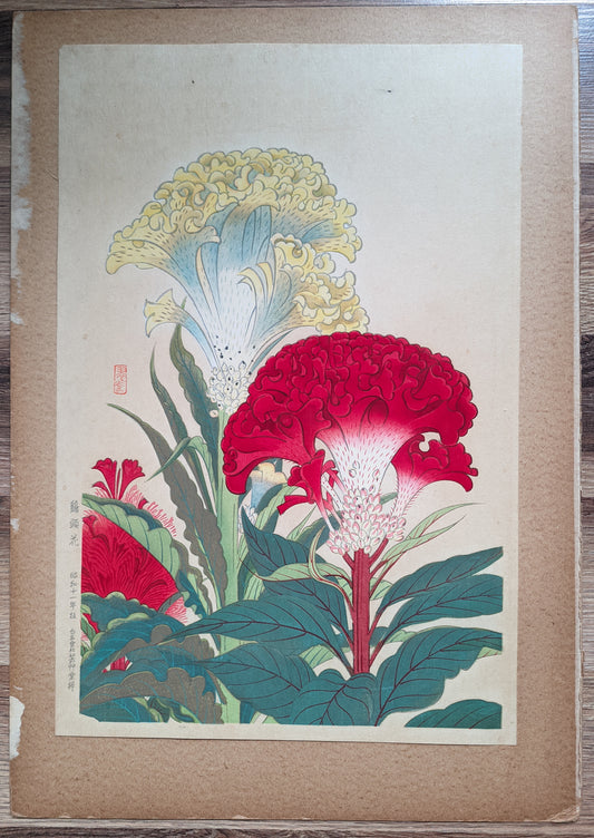Cockscomb flower 鶏頭花 - 1936 / Fukuda Suiko 福田翠光 (1895-1973)