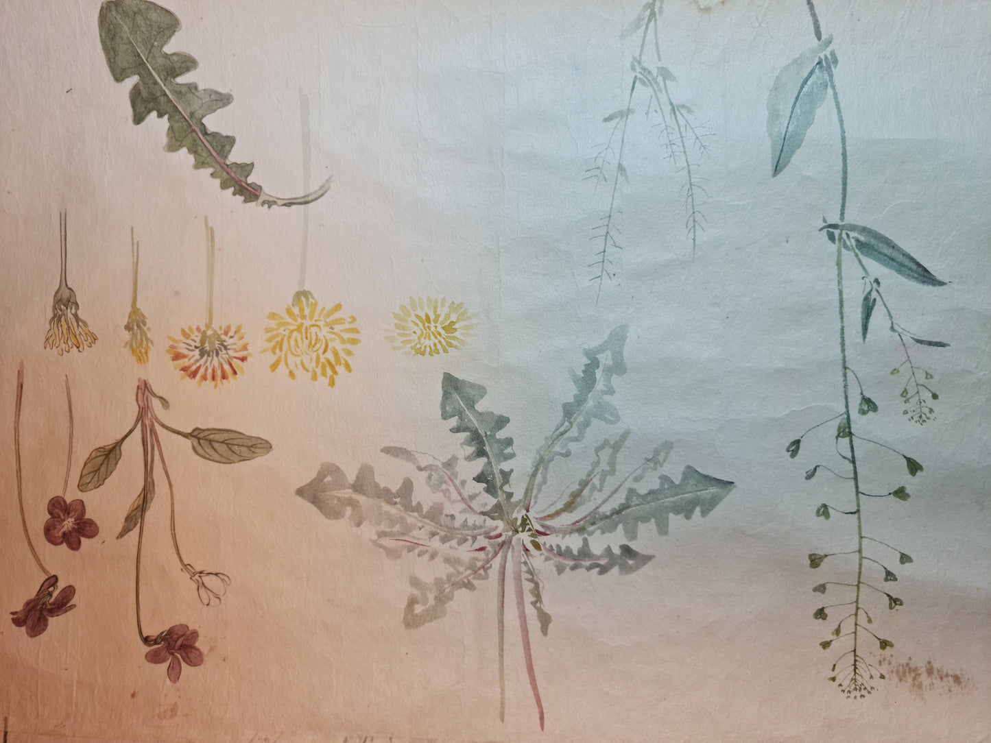 Emakimono 絵巻物 scroll, Matsutarō Sugino (杉野松太郎), born in 1878, scroll, 40! x 1250 cm