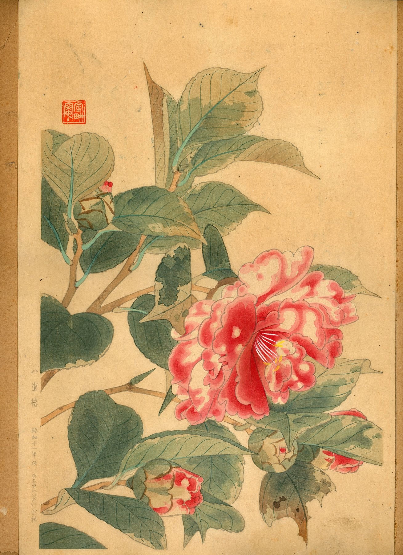 Fukuda Suiko 福田翠光 (1895-1973) - Yaetsubaki 八重椿 - Red Camellia - 1936