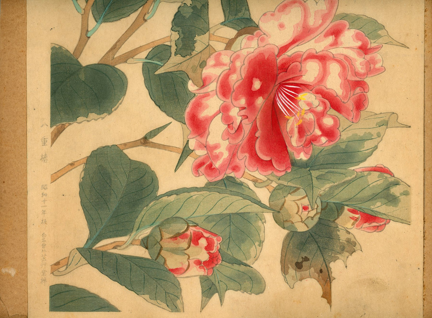 Fukuda Suiko 福田翠光 (1895-1973) - Yaetsubaki 八重椿 - Red Camellia - 1936