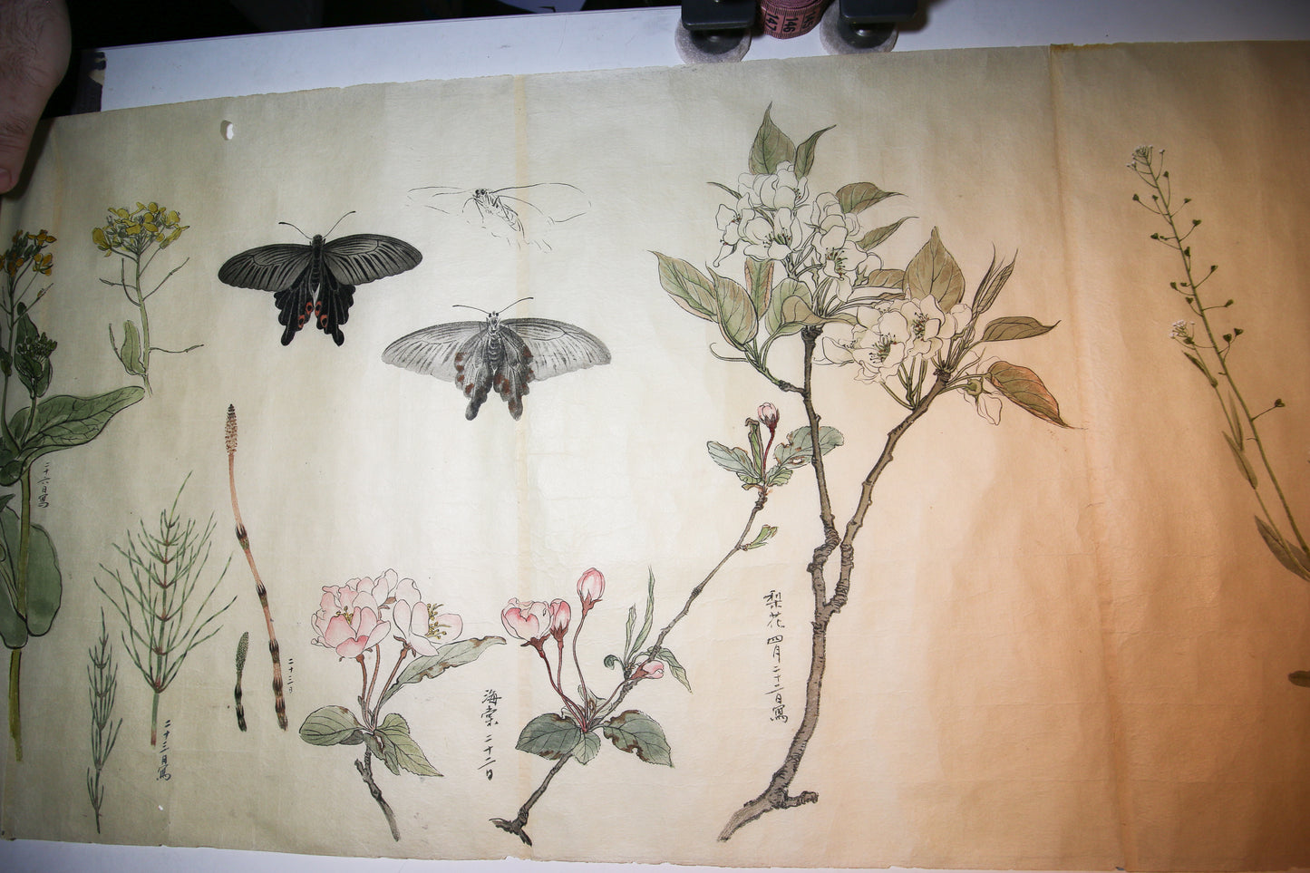 Emakimono 絵巻物 scroll, Matsutarō Sugino (杉野松太郎), born in 1878, scroll, 40! x 1250 cm