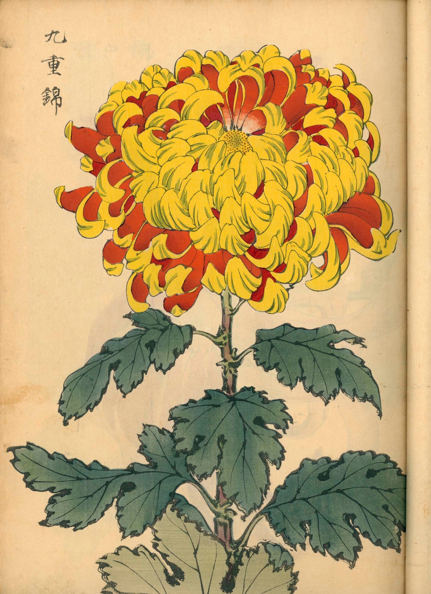 契花百菊 (Keika Hyakkiku) Volumes 1 & 2, 長谷川契華 (Keika Hasegawa) 1893 / 明治26