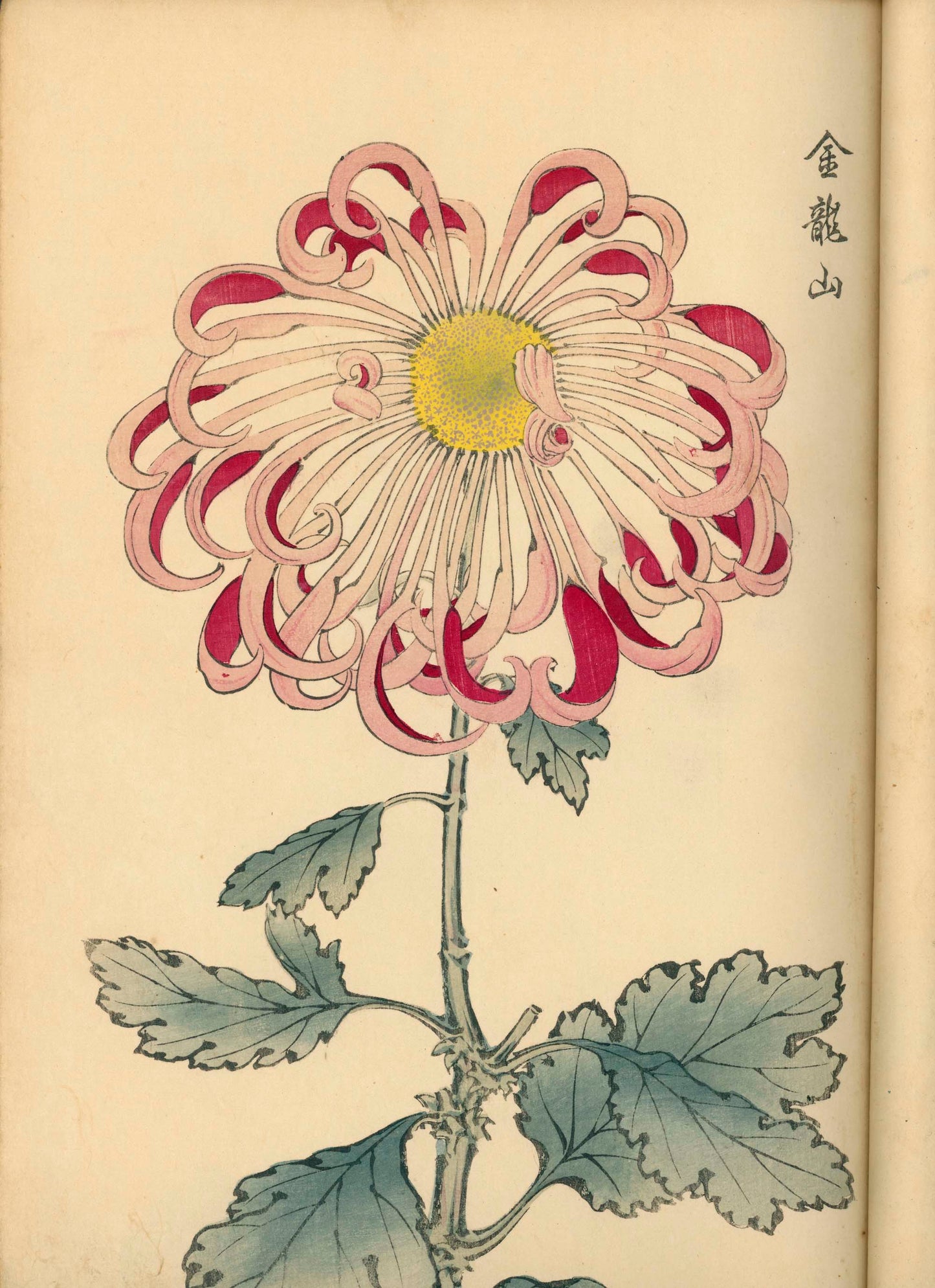 契花百菊 (Keika Hyakkiku) Volumes 1 & 2, 長谷川契華 (Keika Hasegawa) 1893 / 明治26