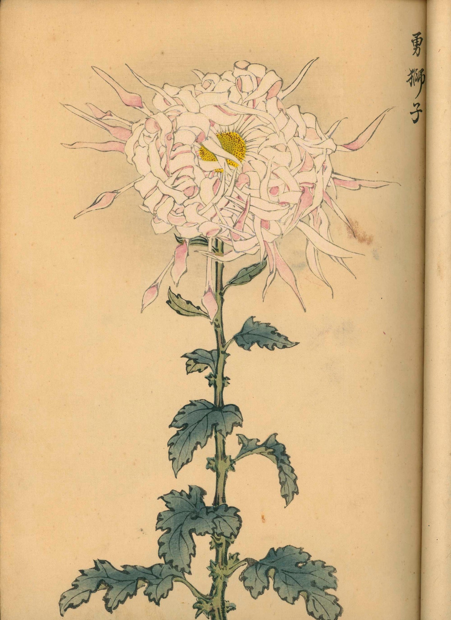 契花百菊 (Keika Hyakkiku) Volumes 1 & 2, 長谷川契華 (Keika Hasegawa) 1893 / 明治26