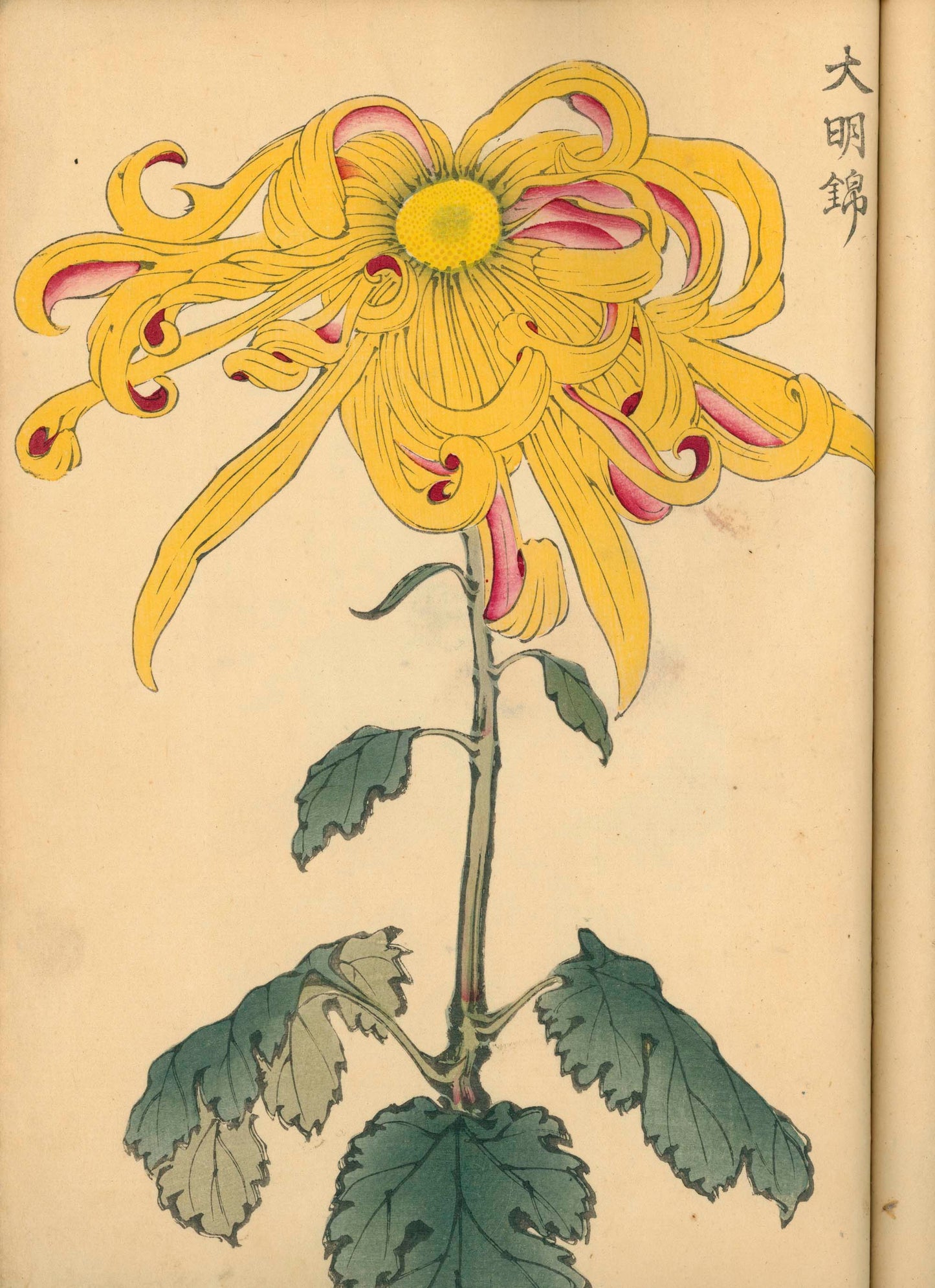 契花百菊 (Keika Hyakkiku) Volumes 1 & 2, 長谷川契華 (Keika Hasegawa) 1893 / 明治26