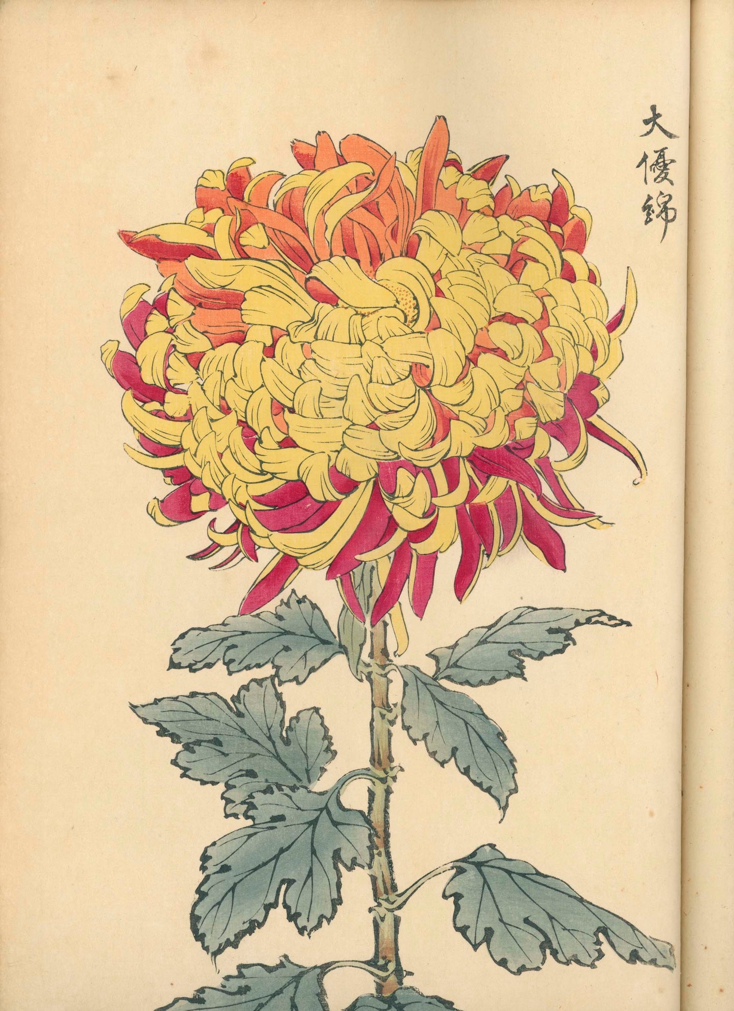 契花百菊 (Keika Hyakkiku) Volumes 1 & 2, 長谷川契華 (Keika Hasegawa) 1893 / 明治26