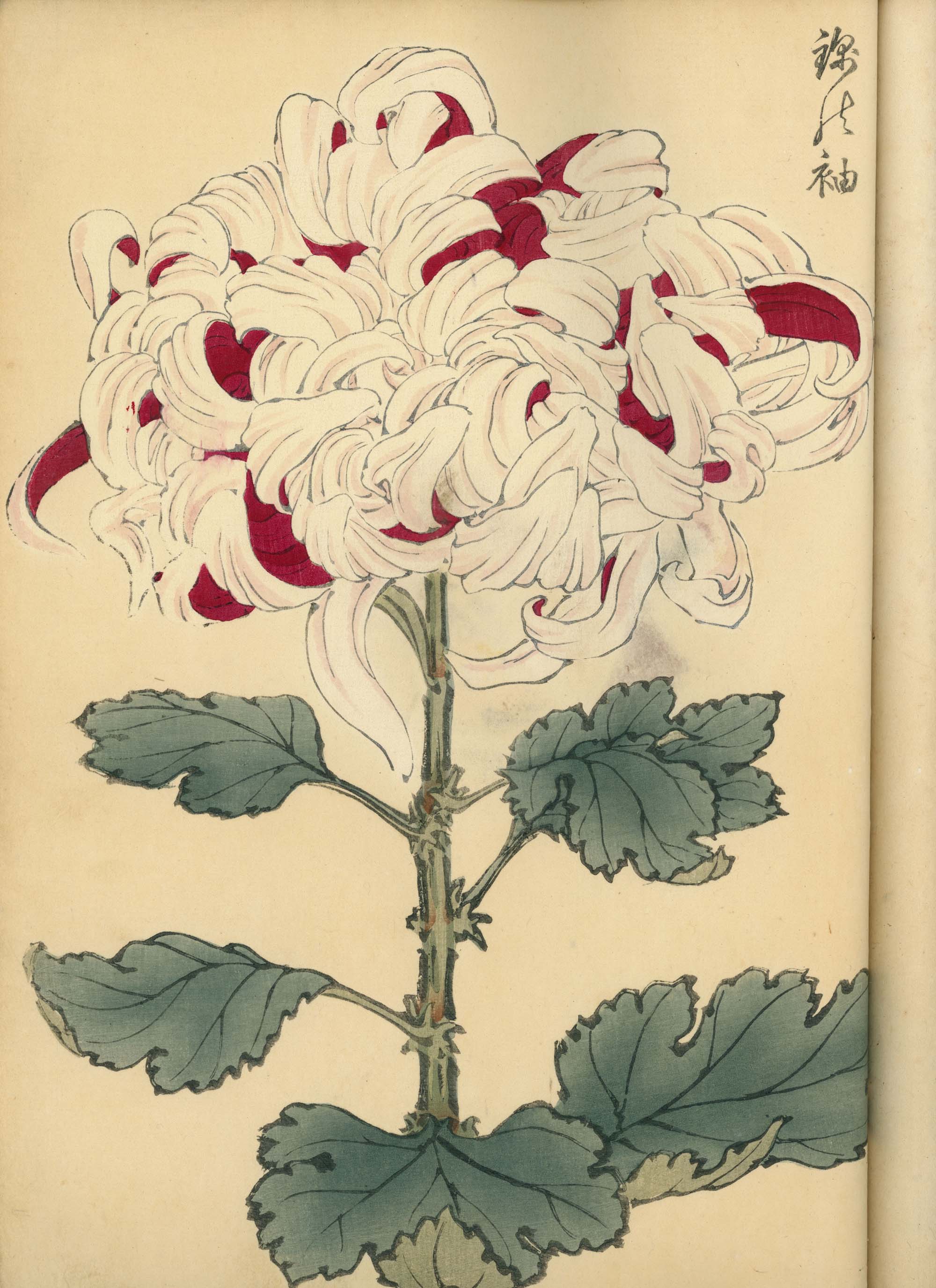 契花百菊 (Keika Hyakkiku) Volumes 1 & 2, 長谷川契華 (Keika Hasegawa) 1893 / 明治26