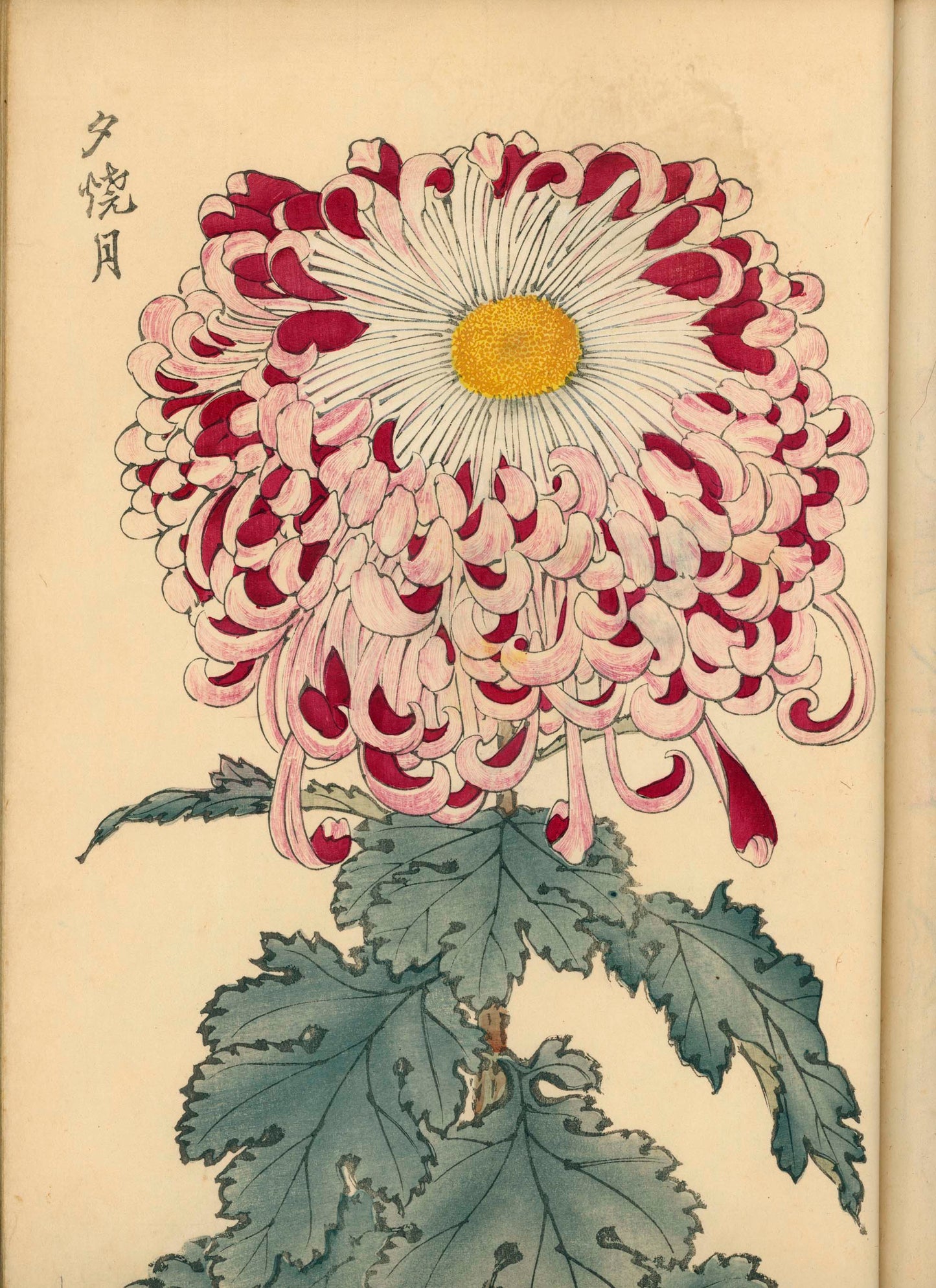 契花百菊 (Keika Hyakkiku) Volumes 1 & 2, 長谷川契華 (Keika Hasegawa) 1893 / 明治26