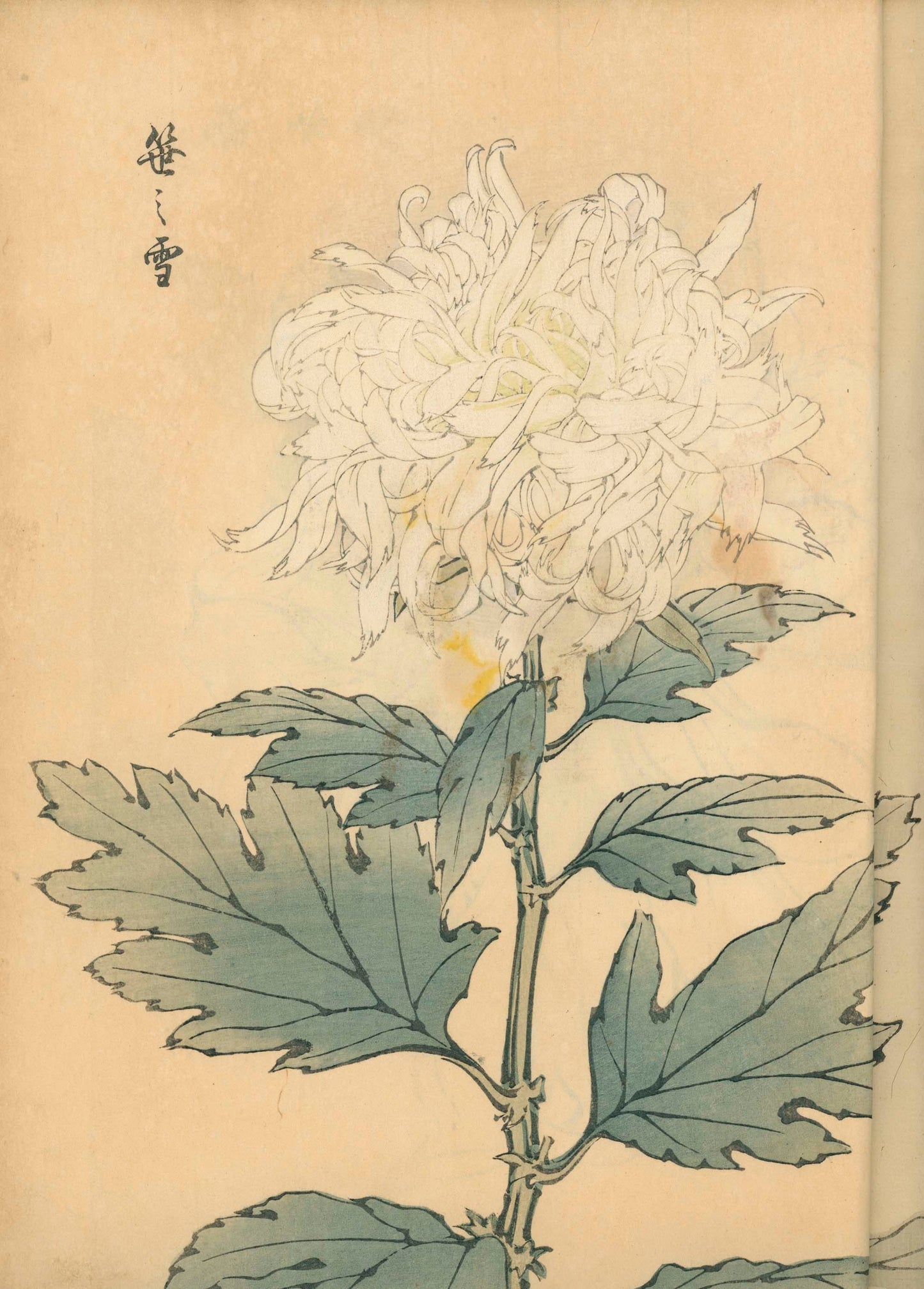 契花百菊 (Keika Hyakkiku) Volumes 1 & 2, 長谷川契華 (Keika Hasegawa) 1893 / 明治26