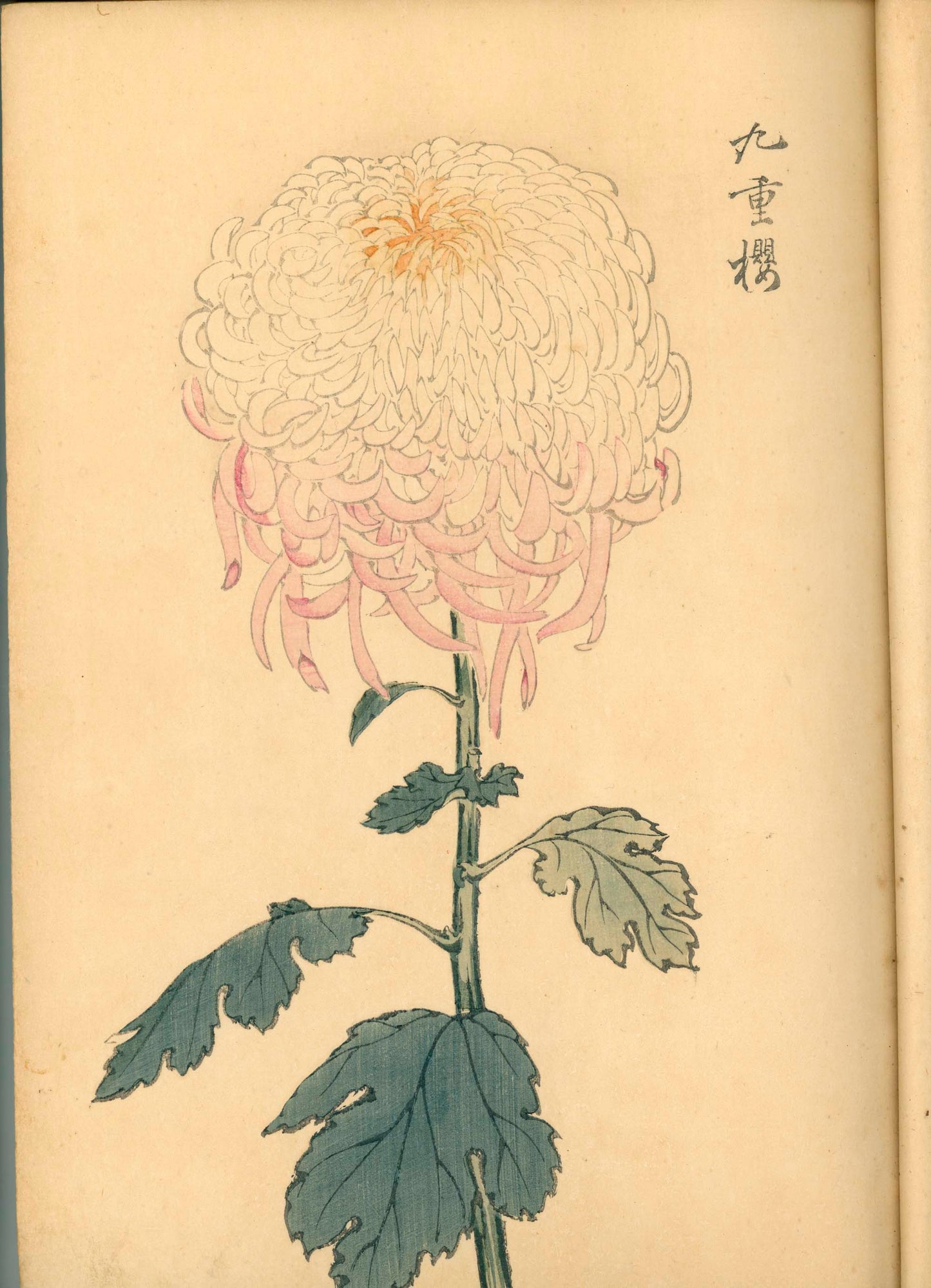 契花百菊 (Keika Hyakkiku) Volumes 1 & 2, 長谷川契華 (Keika Hasegawa) 1893 / 明治26