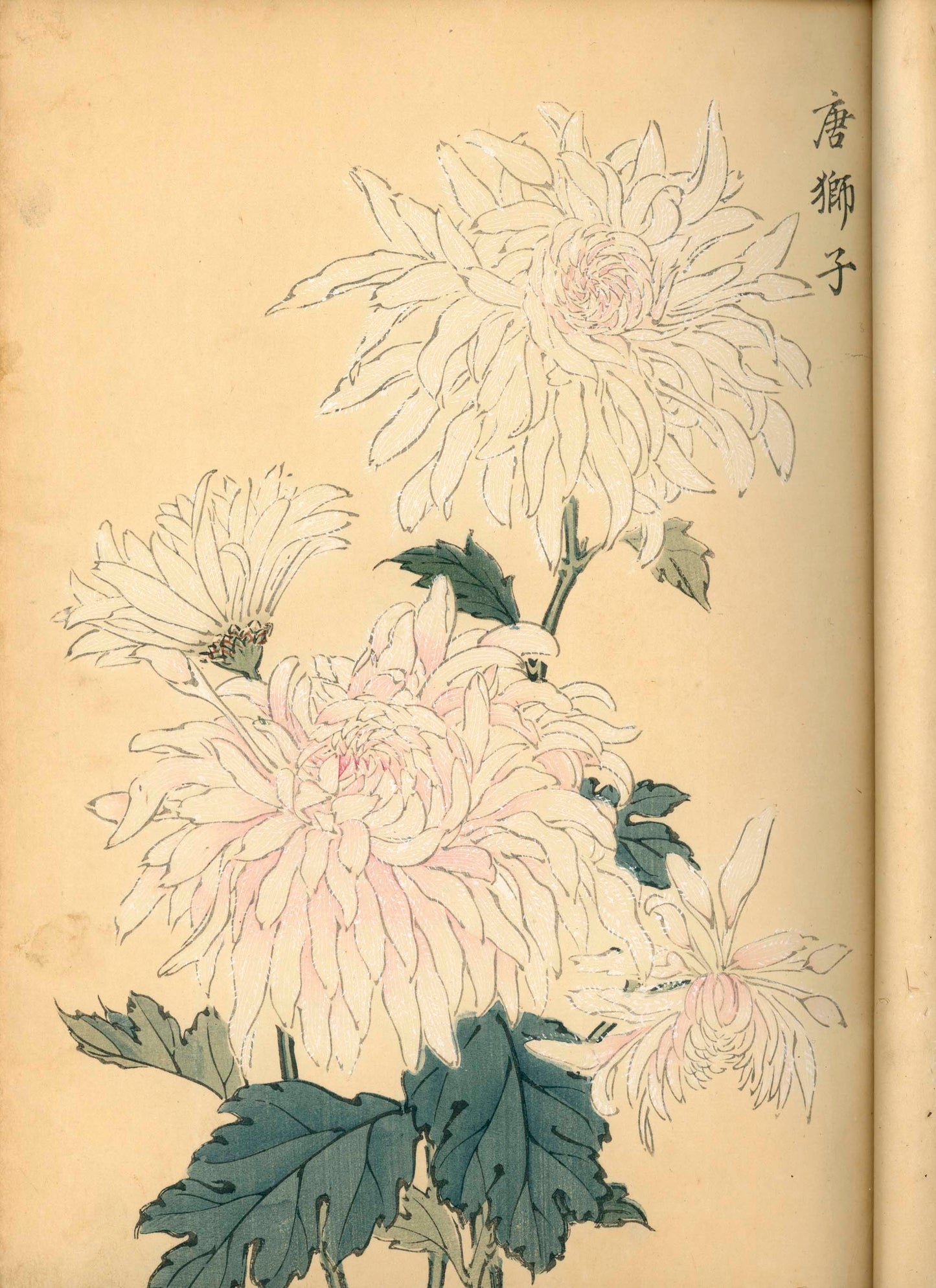 契花百菊 (Keika Hyakkiku) Volumes 1 & 2, 長谷川契華 (Keika Hasegawa) 1893 / 明治26