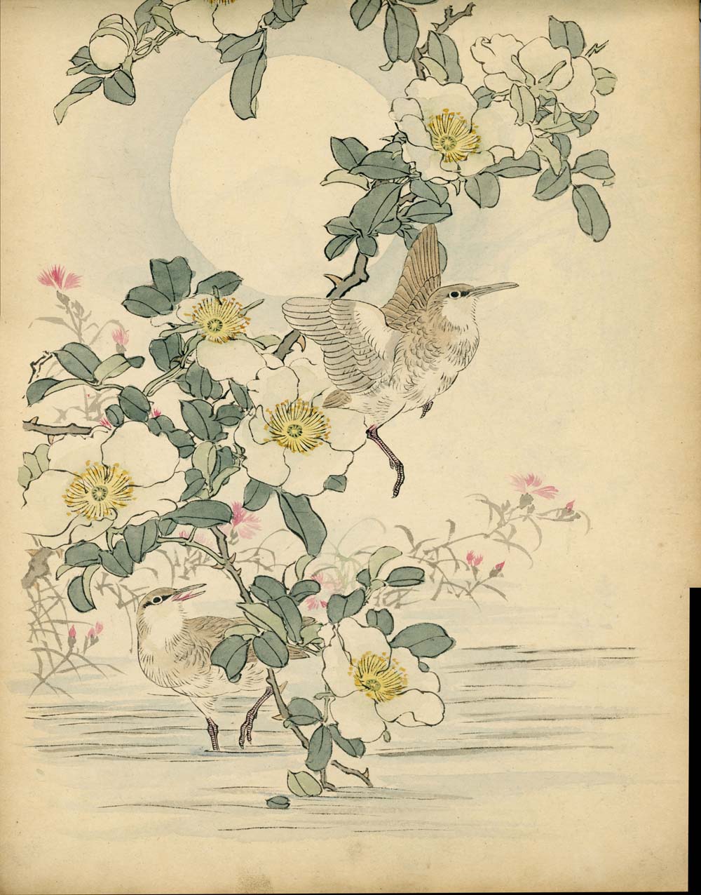 Bairei kachō gafu 梅嶺花鳥画譜 - Kōno Bairei 幸野 楳嶺 1844 – 1895 - 50 designs