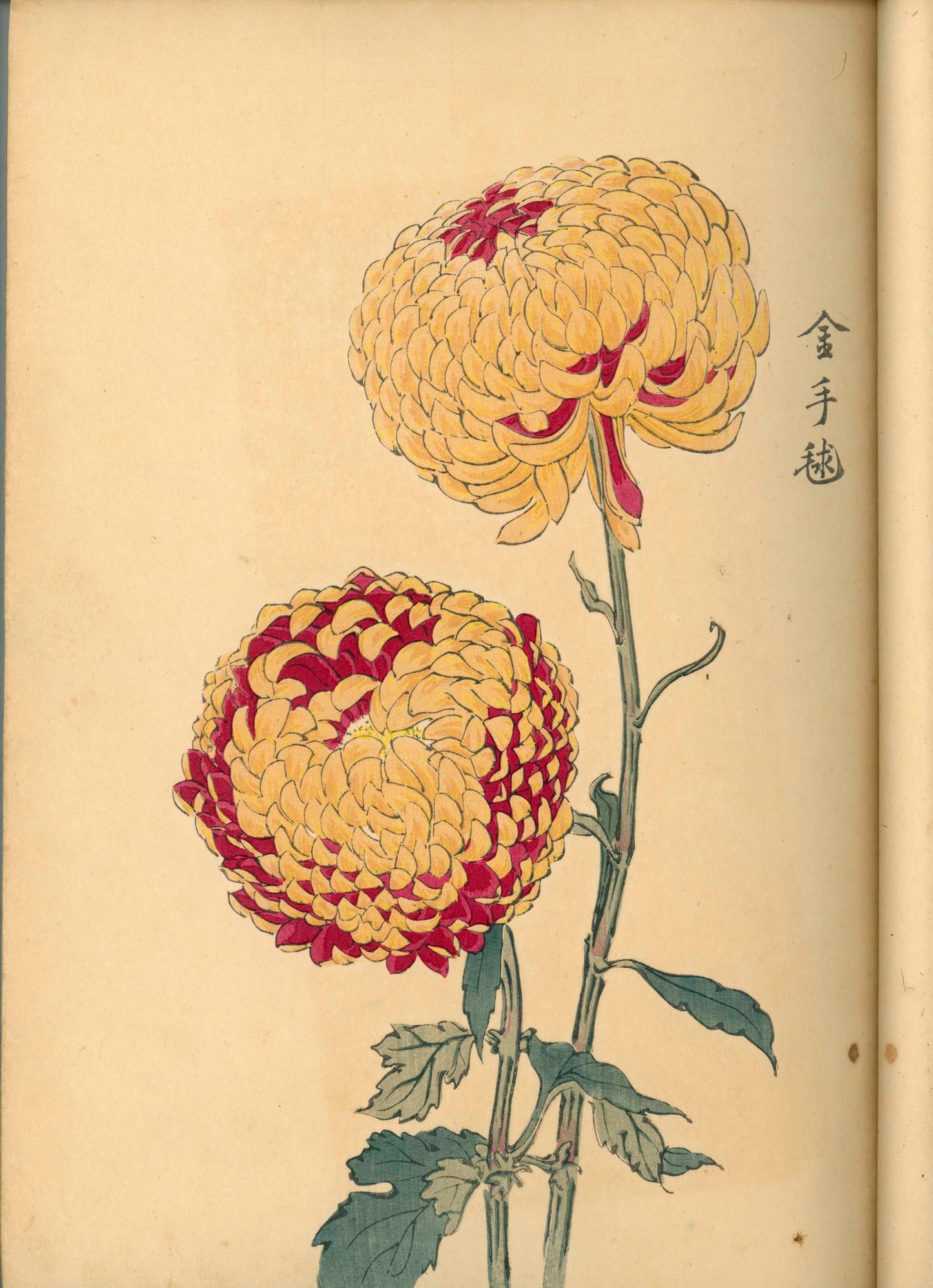 契花百菊 (Keika Hyakkiku) Volumes 1 & 2, 長谷川契華 (Keika Hasegawa) 1893 / 明治26