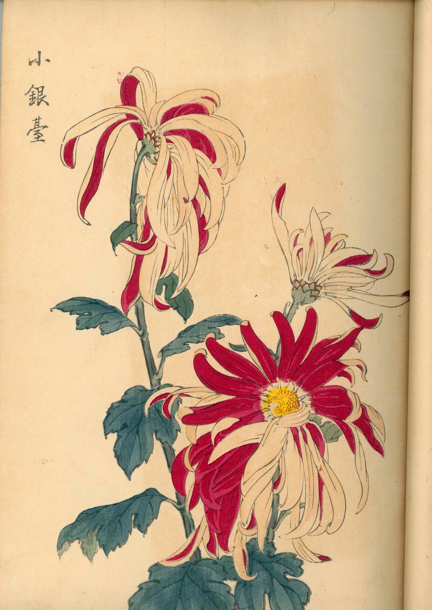 契花百菊 (Keika Hyakkiku) Volumes 1 & 2, 長谷川契華 (Keika Hasegawa) 1893 / 明治26