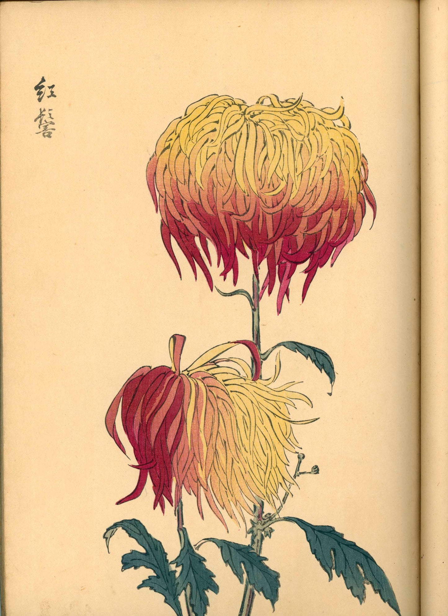 契花百菊 (Keika Hyakkiku) Volumes 1 & 2, 長谷川契華 (Keika Hasegawa) 1893 / 明治26