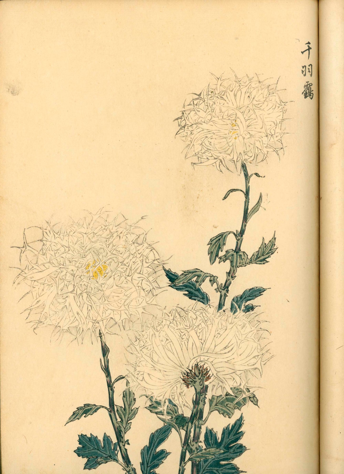 契花百菊 (Keika Hyakkiku) Volumes 1 & 2, 長谷川契華 (Keika Hasegawa) 1893 / 明治26