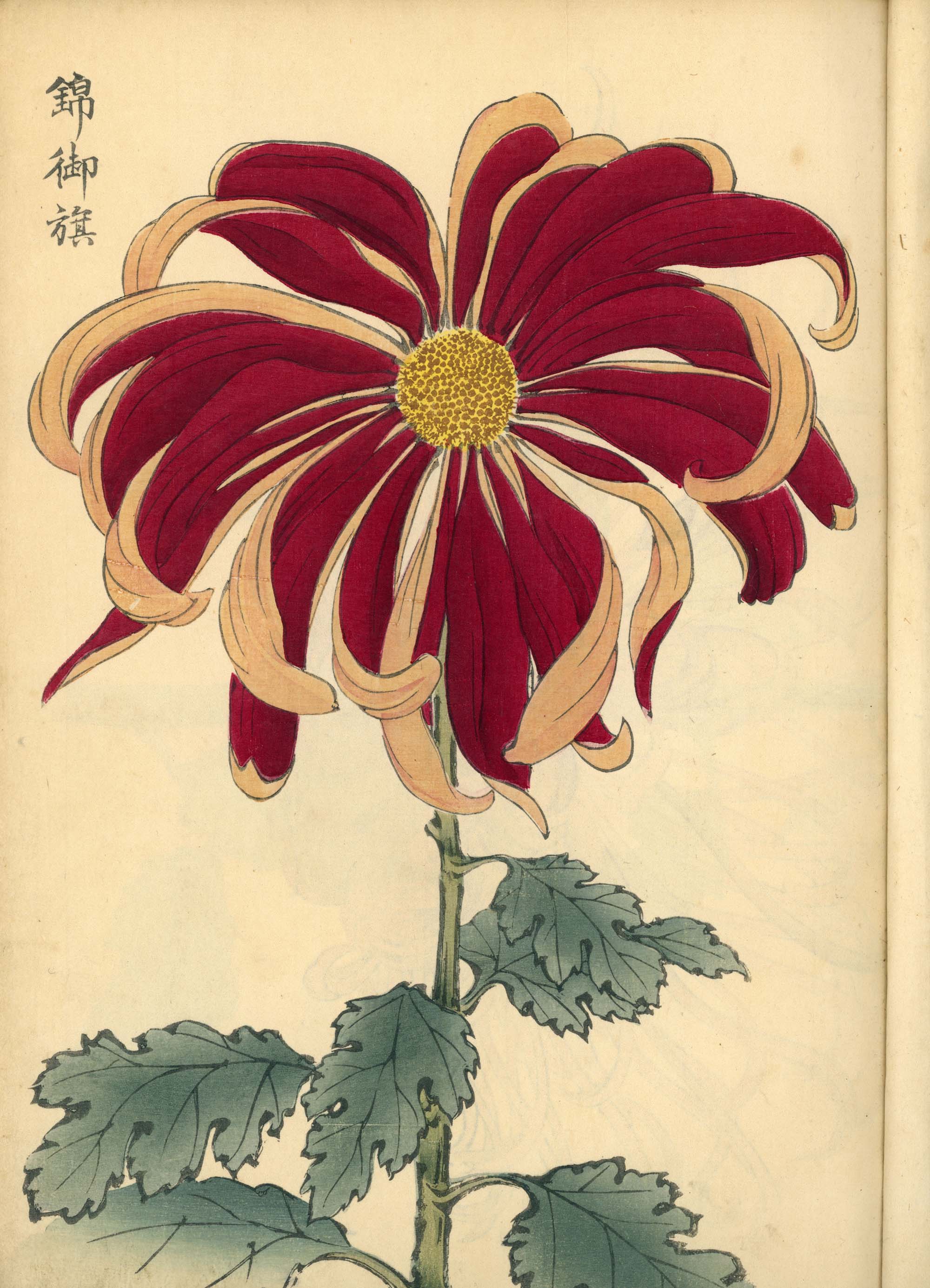 契花百菊 (Keika Hyakkiku) Volumes 1 & 2, 長谷川契華 (Keika Hasegawa) 1893 / 明治26