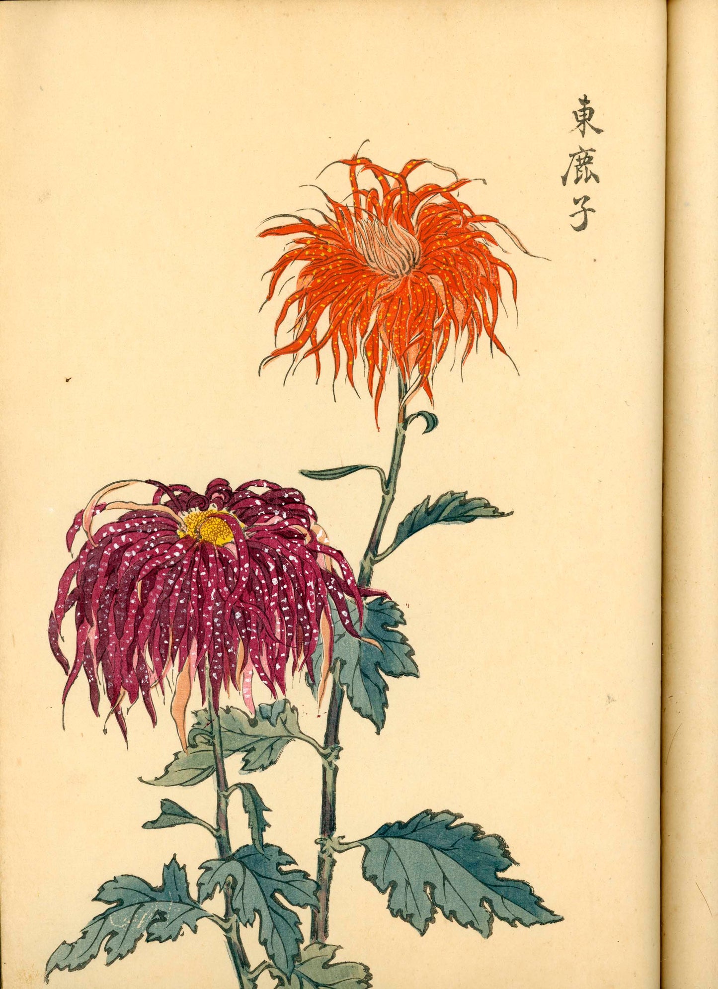 契花百菊 (Keika Hyakkiku) Volumes 1 & 2, 長谷川契華 (Keika Hasegawa) 1893 / 明治26