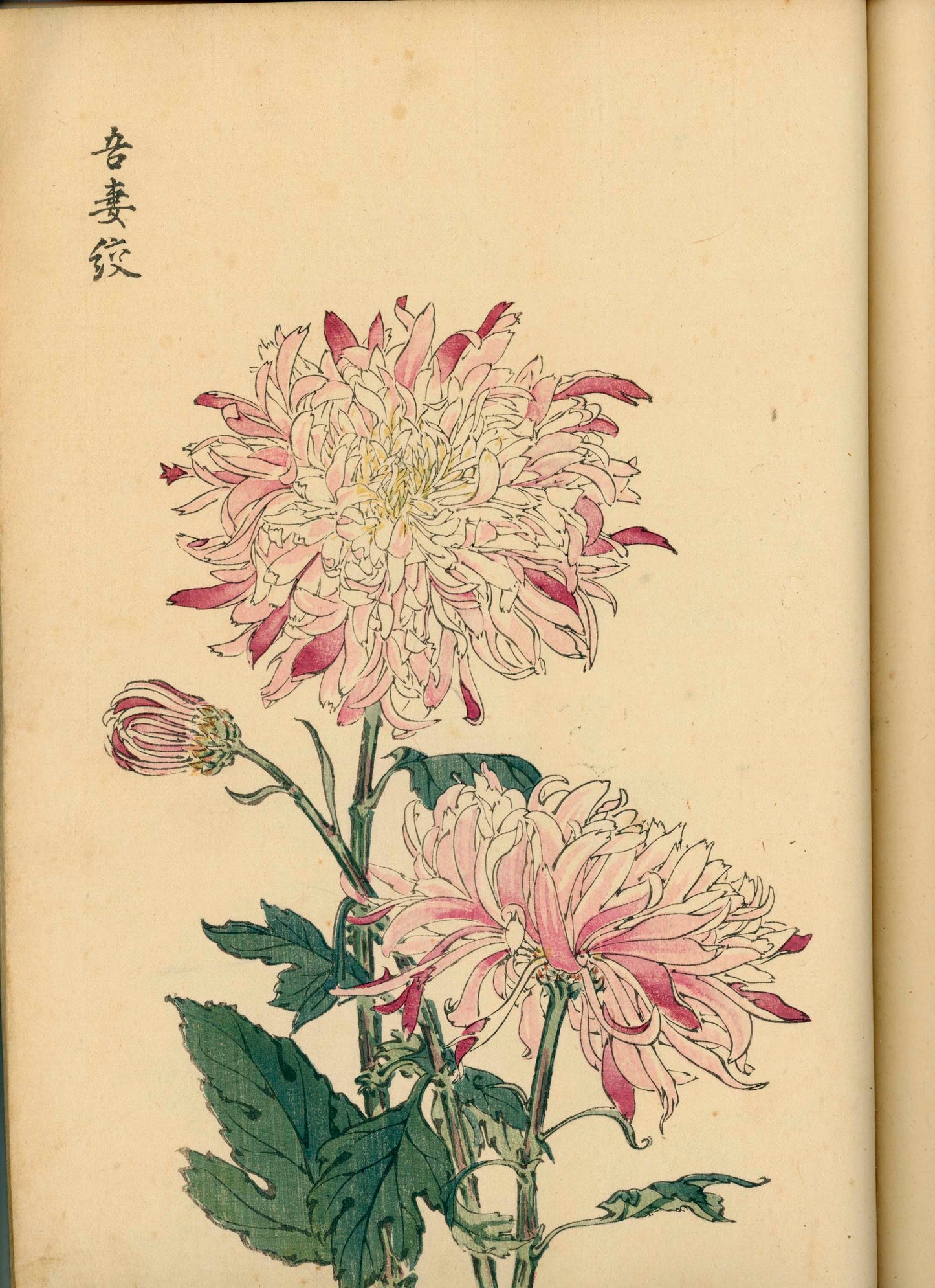 契花百菊 (Keika Hyakkiku) Volumes 1 & 2, 長谷川契華 (Keika Hasegawa) 1893 / 明治26