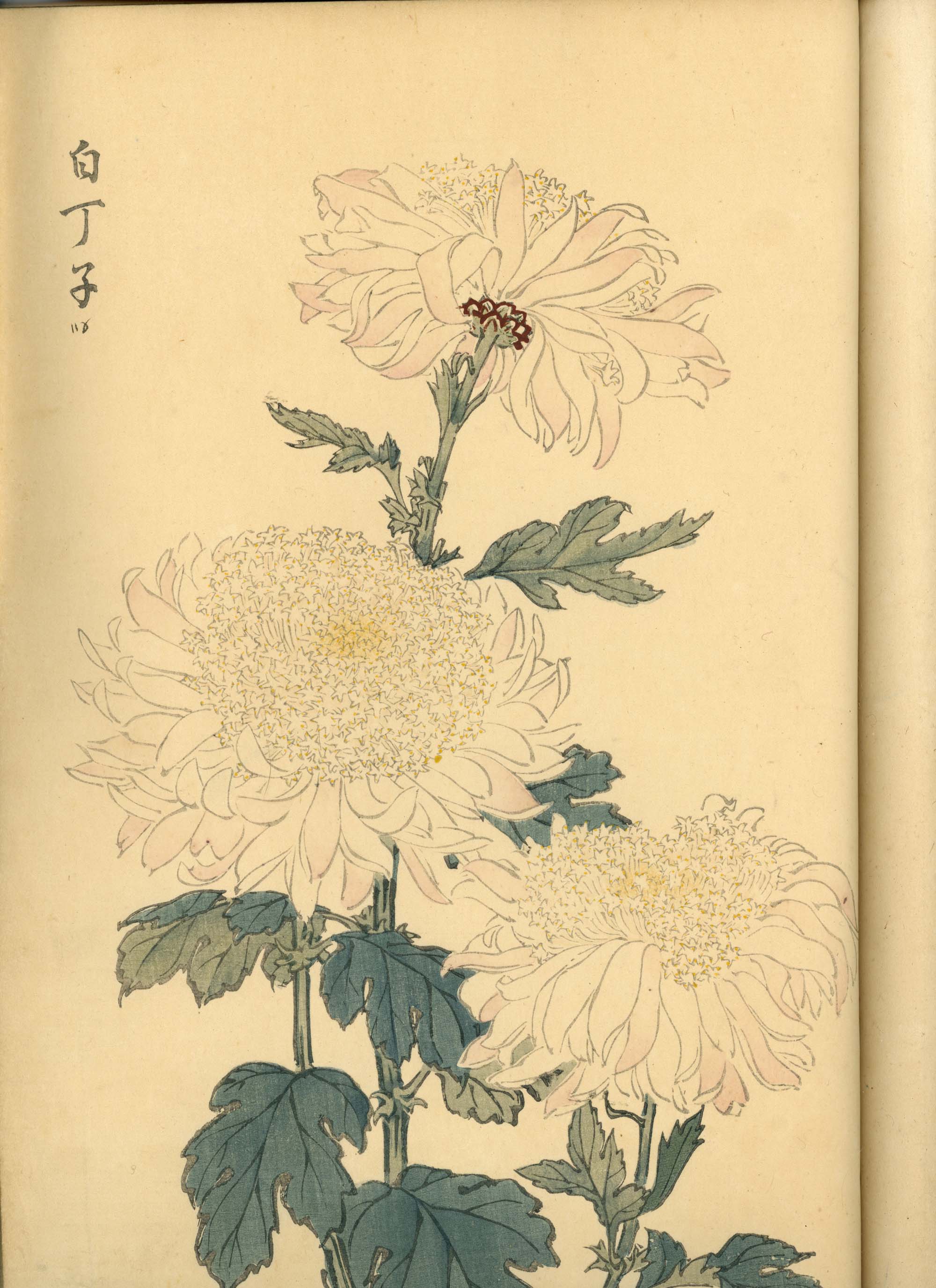 契花百菊 (Keika Hyakkiku) Volumes 1 & 2, 長谷川契華 (Keika Hasegawa) 1893 / 明治26