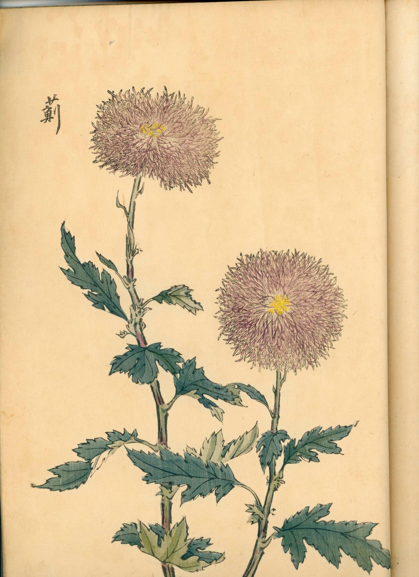 契花百菊 (Keika Hyakkiku) Volumes 1 & 2, 長谷川契華 (Keika Hasegawa) 1893 / 明治26