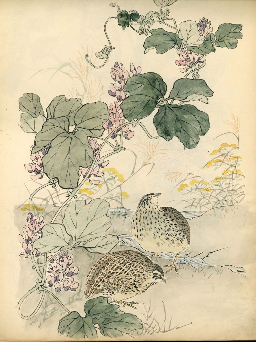 Bairei kachō gafu 梅嶺花鳥画譜 - Kōno Bairei 幸野 楳嶺 1844 – 1895 - 50 designs