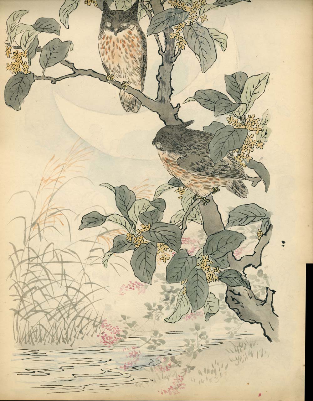 Bairei kachō gafu 梅嶺花鳥画譜 - Kōno Bairei 幸野 楳嶺 1844 – 1895 - 50 designs