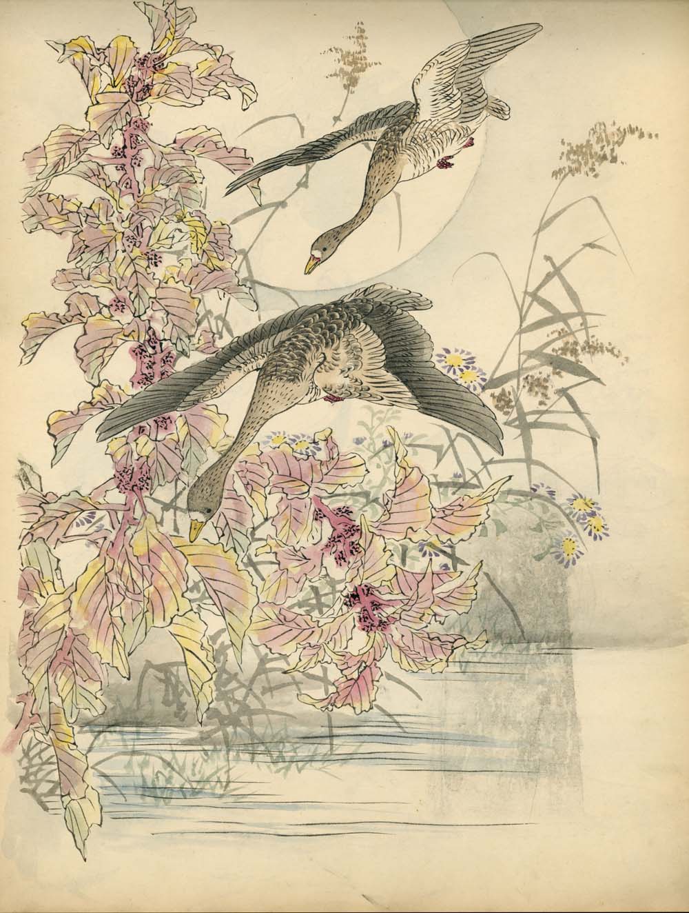 Bairei kachō gafu 梅嶺花鳥画譜 - Kōno Bairei 幸野 楳嶺 1844 – 1895 - 50 designs