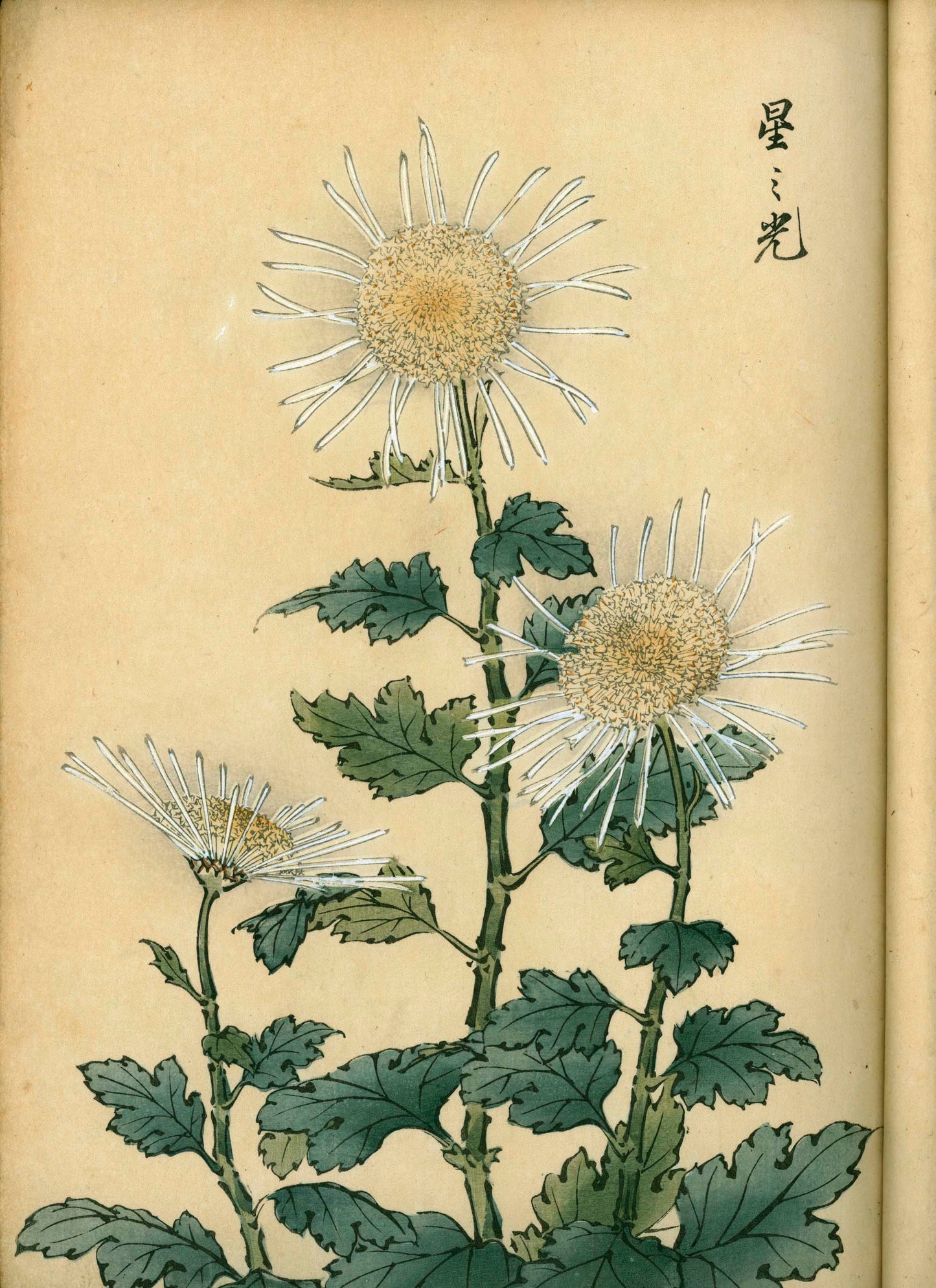 契花百菊 (Keika Hyakkiku) Volumes 1 & 2, 長谷川契華 (Keika Hasegawa) 1893 / 明治26