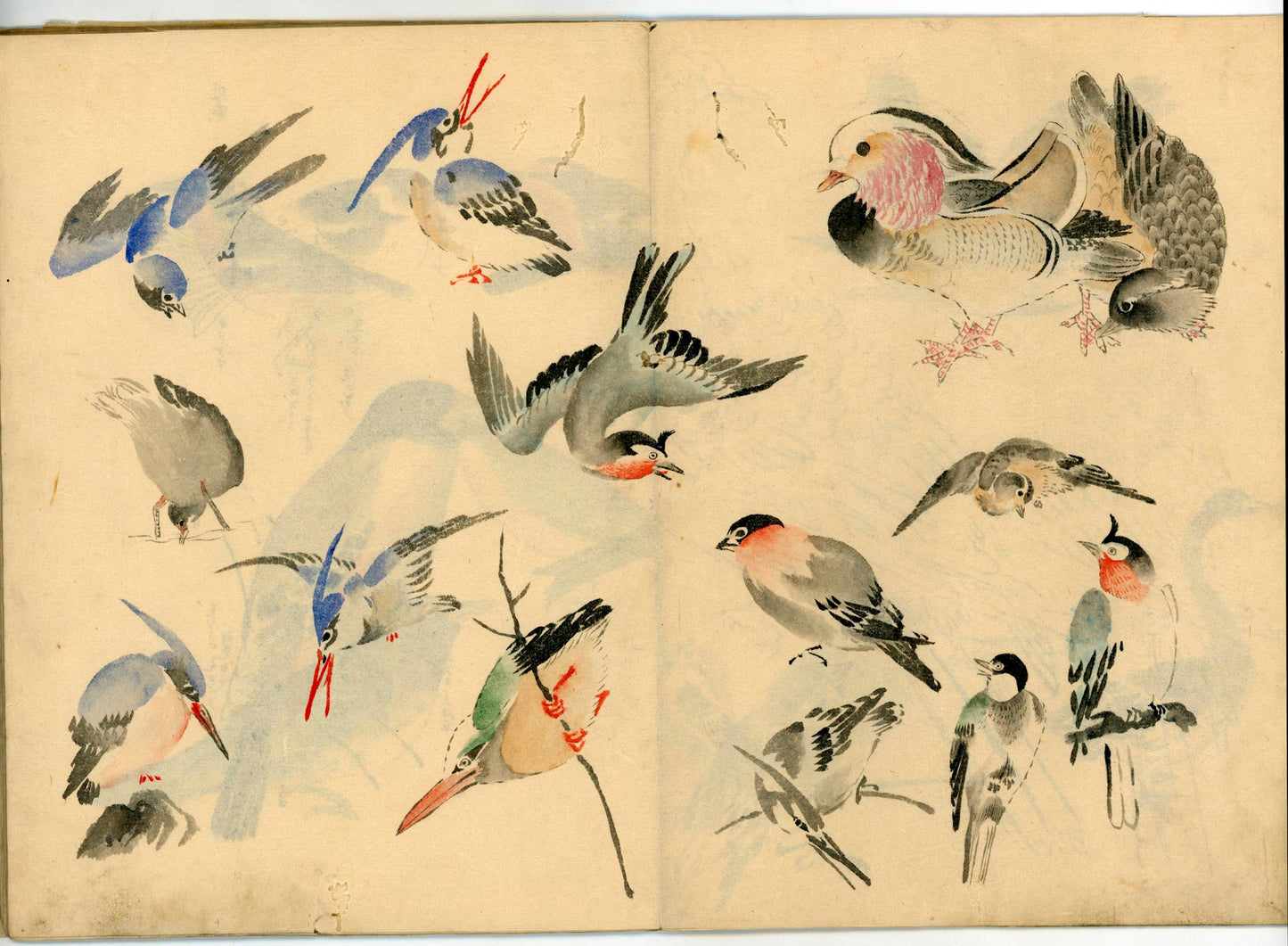 鳥類圖譜  handpainted art album of birds (kacho-ga) 21 full-page illustrations, superb brushwork