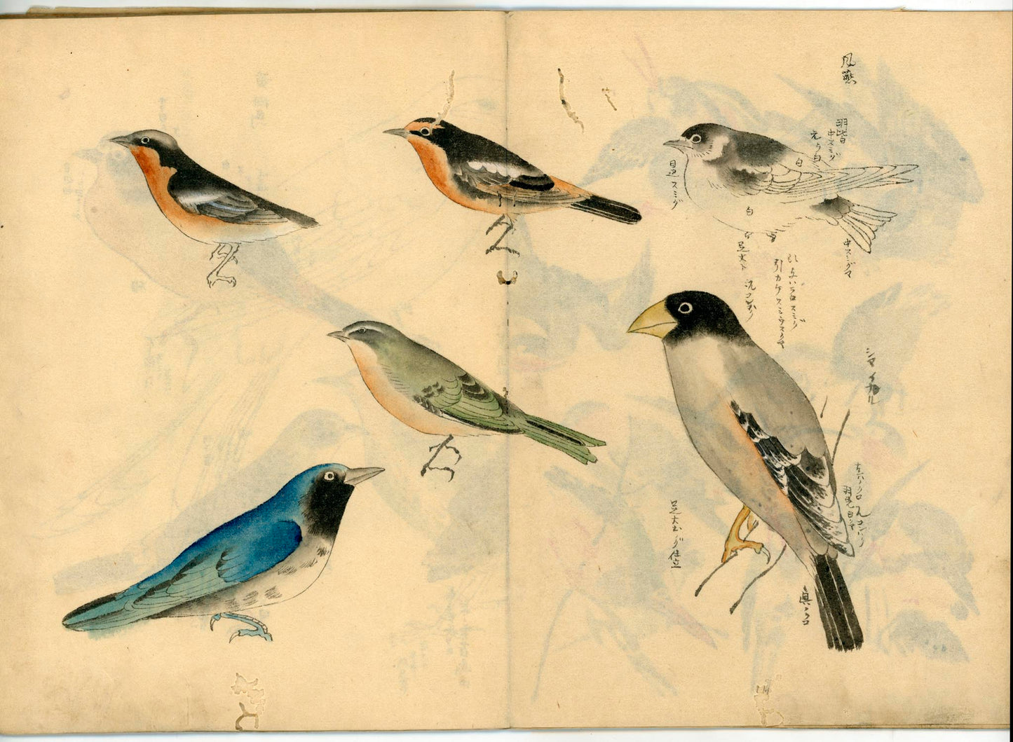 鳥類圖譜  handpainted art album of birds (kacho-ga) 21 full-page illustrations, superb brushwork