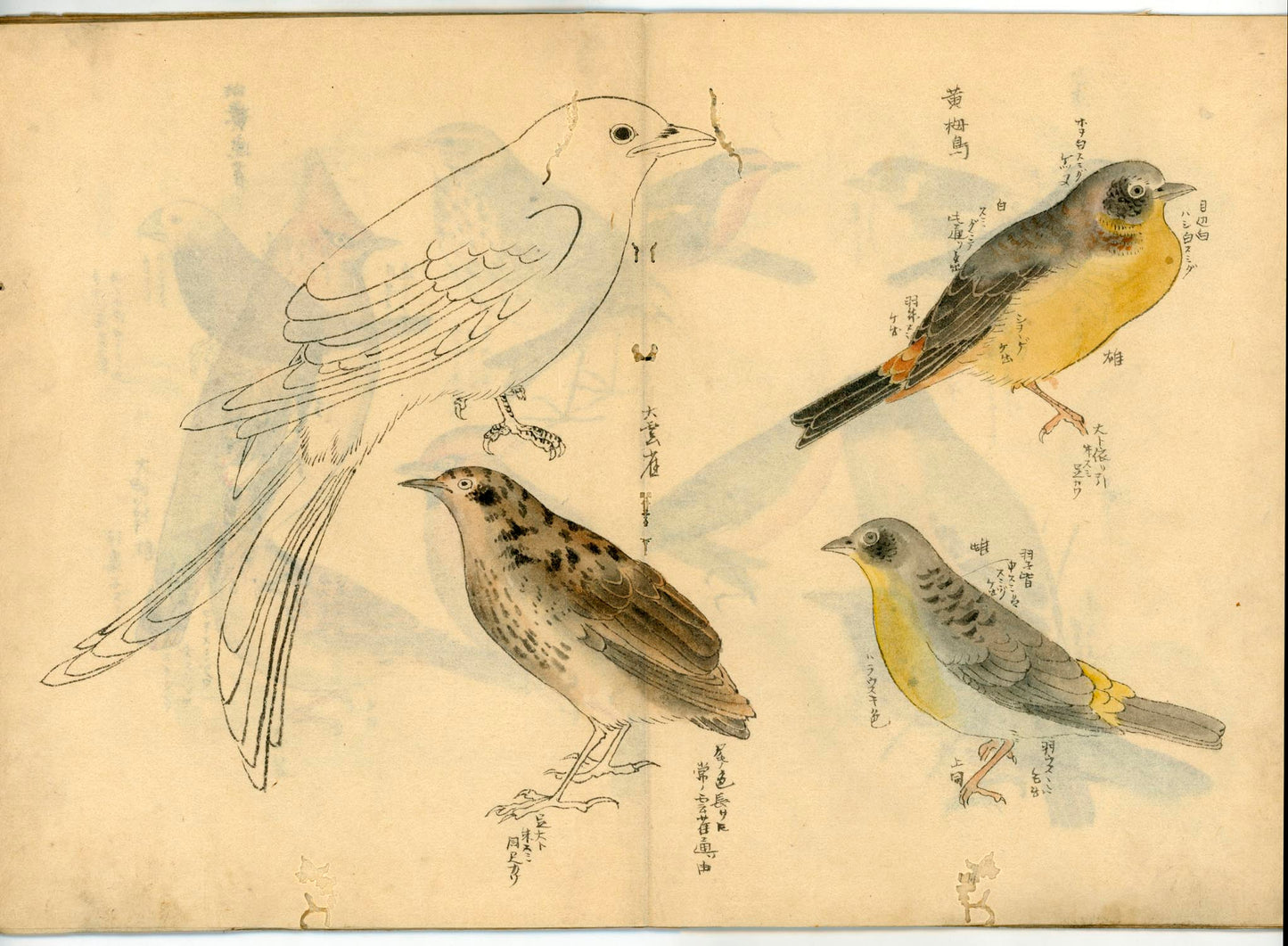 鳥類圖譜  handpainted art album of birds (kacho-ga) 21 full-page illustrations, superb brushwork